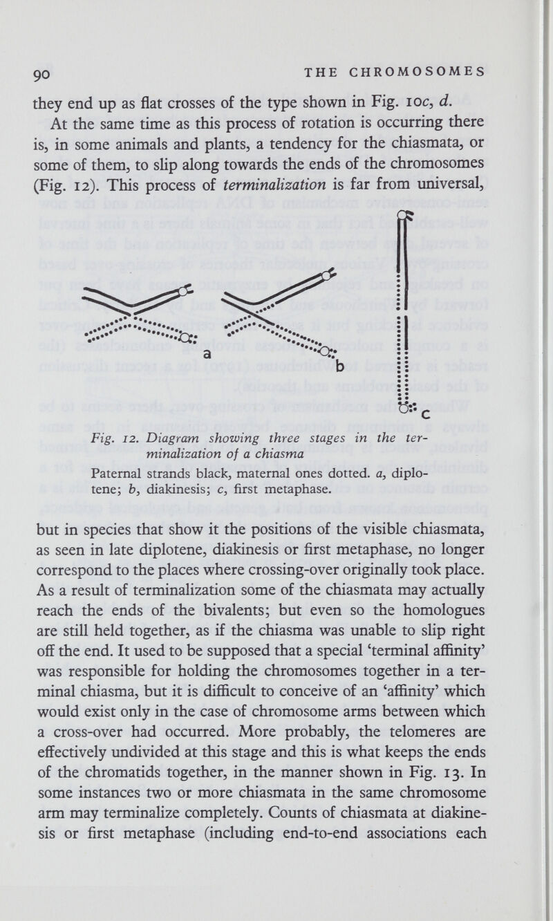 90 THE CHROMOSOMES they end up as flat crosses of the type shown in Fig. loc, d. At the same time as this process of rotation is occurring there is, in some animals and plants, a tendency for the chiasmata, or some of them, to slip along towards the ends of the chromosomes (Fig. 12). This process of terminalization is far from universal. ••• •••- •••  A® A* •• A' a  or; • t3:î Fig. 12. Diagram showing three stages in the ter¬ minalization of a chiasma Paternal strands blacky maternal ones dotted, a, diplo- tene; Ъ, diakinesis; c, first metaphase. but in species that show it the positions of the visible chiasmata, as seen in late diplotene, diakinesis or first metaphase, no longer correspond to the places where crossing-over originally took place. As a result of terminalization some of the chiasmata may actually reach the ends of the bivalents; but even so the homologues are still held together, as if the chiasma was unable to slip right off the end. It used to be supposed that a special 'terminal affinity' was responsible for holding the chromosomes together in a ter¬ minal chiasma, but it is difficult to conceive of an 'affinity' which would exist only in the case of chromosome arms between which a cross-over had occurred. More probably, the telomeres are effectively undivided at this stage and this is what keeps the ends of the chromatids together, in the manner shown in Fig. 13. In some instances two or more chiasmata in the same chromosome arm may terminalize completely. Counts of chiasmata at diakine¬ sis or first metaphase (including end-to-end associations each