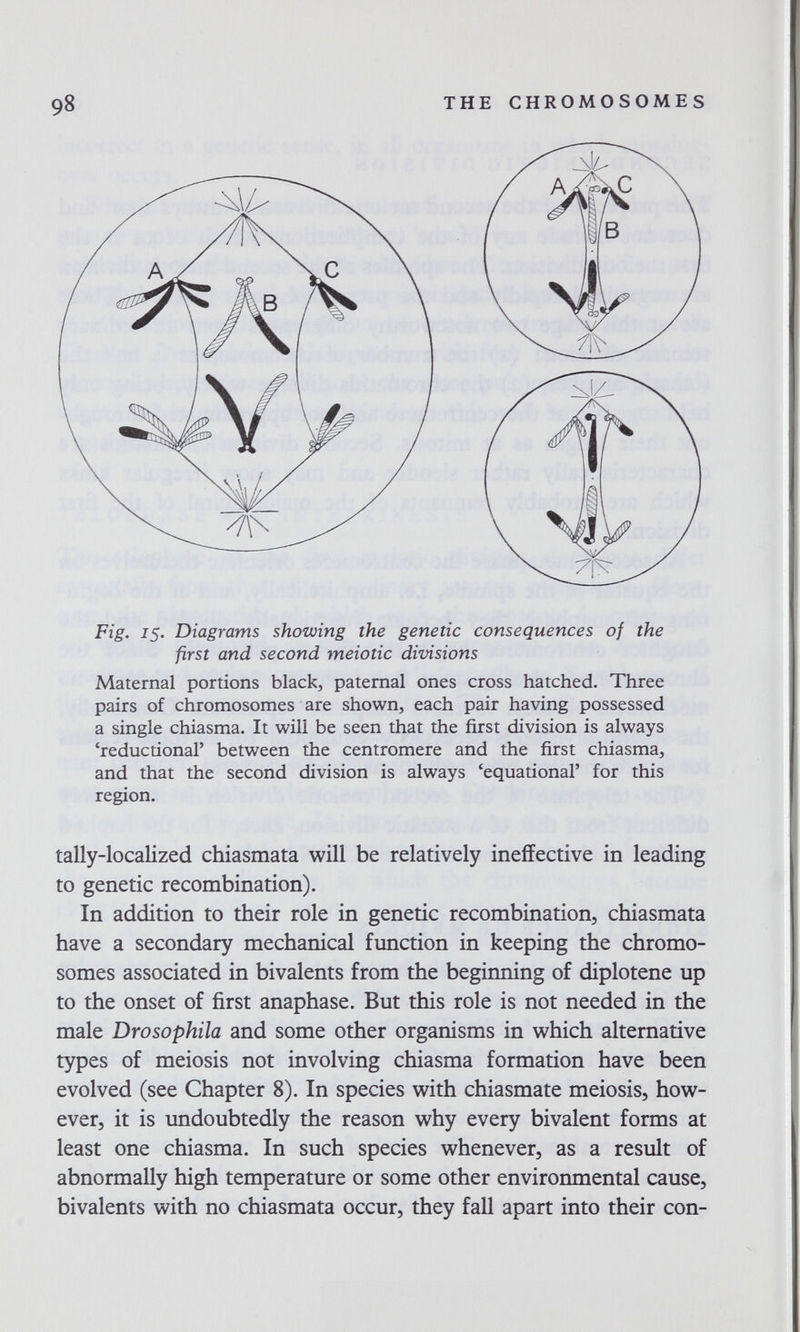 98 THE CHROMOSOMES Fig. IS- Diagrams showing the genetic consequences of the first and second meiotic divisions Maternal portions black, paternal ones cross hatched. Three pairs of chromosomes are shown, each pair having possessed a single chiasma. It will be seen that the first division is always 'reductional' between the centromere and the first chiasma, and that the second division is always equationaP for this region. tally-localized chiasmata will be relatively ineffective in leading to genetic recombination). In addition to their role in genetic recombination, chiasmata have a secondary mechanical function in keeping the chromo¬ somes associated in bivalents from the beginning of diplotene up to the onset of first anaphase. But this role is not needed in the male Drosophila and some other organisms in vi^hich alternative types of meiosis not involving chiasma formation have been evolved (see Chapter 8). In species with chiasmate meiosis, how¬ ever, it is undoubtedly the reason why every bivalent forms at least one chiasma. In such species whenever, as a result of abnormally high temperature or some other environmental cause, bivalents with no chiasmata occur, they fall apart into their con-