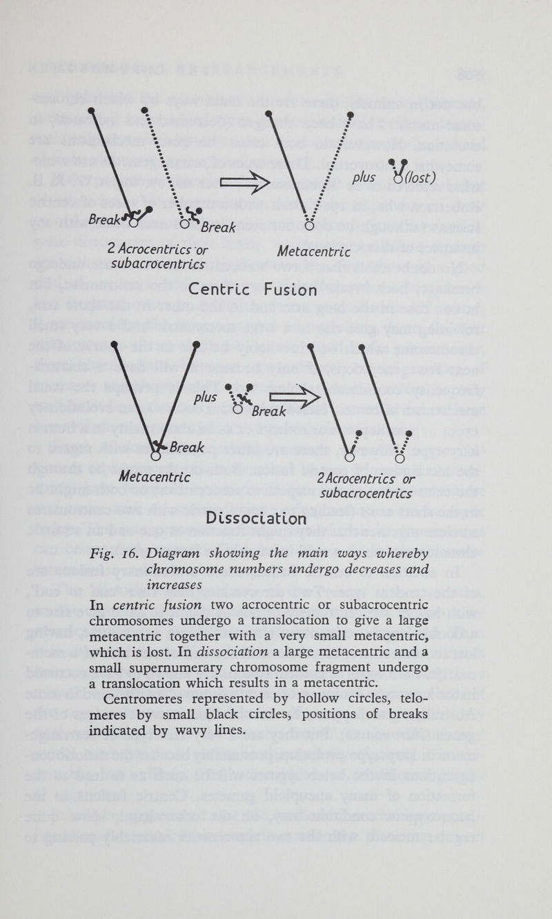 suba с rocen tries Centric Fusion su bacrocen tries DCssoclatLon Fig. i6. Diagram showing the main ways whereby chromosome numbers undergo decreases and increases In centric fusion two acrocentric or subacrocentric chromosomes undergo a translocation to give a large metacentric together with a very small metacentric, which is lost. In dissociation a large metacentric and a small supernumerary chromosome fragment undergo a translocation which results in a metacentric. Centromeres represented by hollow circles, telo¬ meres by small black circles, positions of breaks indicated by wavy lines.