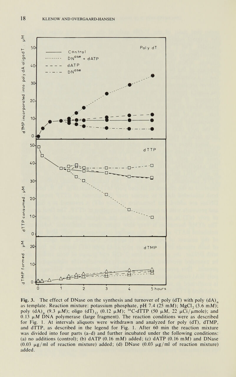 18 KLENOW AND OVERGAARD-HANSEN 50- 40- Con tro I D№®® + dATP Pol y dT dATP  30- 20- 10- 0-m •  • ' d TTP 30- 20- 10- O' 20- d TMP 10- O ■ ЛД-А- 5 hours Fig. 3. The effect of DNase on the synthesis and turnover of poly (dT) with poly (dA)„ as template. Reaction mixture: potassium phosphate, pH 7.4 (25 mM); MgCl^ (3.6 mM); poly (dA)„ (9.3 M-M); oligo (dT),2 (0.12 jjiM); 'C-dTTP (50 \iM, 22 jxCi/jjLmole); and 0.13 Ц.М DNA polymerase (large fragment). The reaction conditions were as described for Fig. 1. At intervals aliquots were withdrawn and analyzed for poly (dT), dTMP, and dTTP, as described in the legend for Fig. 1. After 60 min the reaction mixture was divided into four parts (a-d) and further incubated under the following conditions; (a) no additions (control); (b) dATP (0.16 mM) added; (c) dATP (0.16 mM) and DNase (0.03 (xg/ml of reaction mixture) added; (d) DNase (0.03 jJLg/ml of reaction mixture) added.