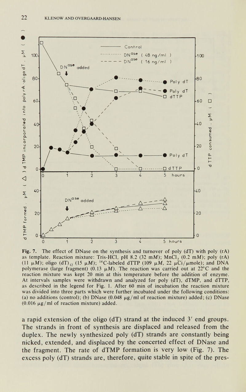22 KLENOW AND OVERGAARD-HANSEN Cont rol ( <6 ng/ml ) d№^ ( 16 ng/ml ) Pol y dT - - • Poly dT □ dTTP И 00 60 60 □ 5 hours Fig. 7. The effect of DNase on the synthesis and turnover of poly (dT) with poly (rA) as template. Reaction mixture: Tris-HCl, pH 8.2 (32 mM); MnCl2 (0.2 mM); poly (rA) (11 ^lM); oligo (dT),2 (15 jjlM); C-labeled dTTP (109 ^i.M, 22 jiCi/ixmole); and DNA polymerase (large fragment) (0.13 |хМ). The reaction was carried out at 22°C and the reaction mixture was kept 20 min at this temperature before the addition of enzyme. At intervals samples were withdrawn and analyzed for poly (dT), dTMP, and dTTP, as described in the legend for Fig. I. After 60 min of incubation the reaction mixture was divided into three parts which were further incubated under the following conditions; (a) no additions (control); (b) DNase (0.048 |xg/ml of reaction mixture) added; (c) DNase (0.016 (xg/ml of reaction mixture) added. a rapid extension of the oligo (dT) strand at the induced 3' end groups. The strands in front of synthesis are displaced and released from the duplex. The newly synthesized poly (dT) strands are constantly being nicked, extended, and displaced by the concerted effect of DNase and the fragment. The rate of dTMP formation is very low (Fig. 7). The excess poly (dT) strands are, therefore, quite stable in spite of the près-