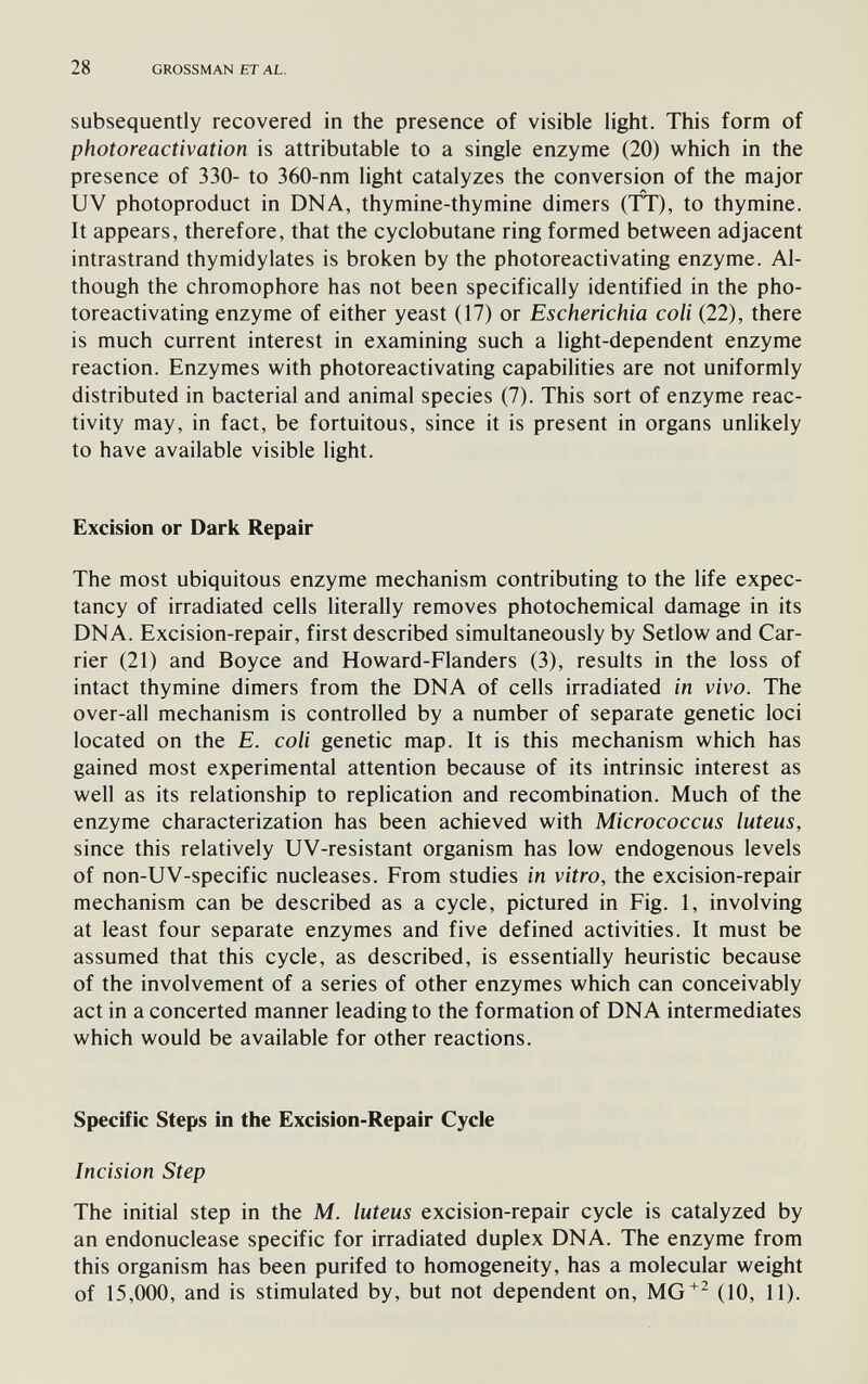 28 GROSSMAN ETAL, subsequently recovered in the presence of visible light. This form of photoreactivation is attributable to a single enzyme (20) which in the presence of 330- to 360-nm light catalyzes the conversion of the major A UV photoproduct in DNA, thymine-thymine dimers (TT), to thymine. It appears, therefore, that the cyclobutane ring formed between adjacent intraStrand thymidylates is broken by the photoreactivating enzyme. Al¬ though the chromophore has not been specifically identified in the pho¬ toreactivating enzyme of either yeast (17) or Escherichia coli (22), there is much current interest in examining such a light-dependent enzyme reaction. Enzymes with photoreactivating capabilities are not uniformly distributed in bacterial and animal species (7). This sort of enzyme reac¬ tivity may, in fact, be fortuitous, since it is present in organs unlikely to have available visible light. Excision or Dark Repair The most ubiquitous enzyme mechanism contributing to the life expec¬ tancy of irradiated cells literally removes photochemical damage in its DNA. Excision-repair, first described simultaneously by Setlow and Car¬ rier (21) and Boyce and Howard-Flanders (3), results in the loss of intact thymine dimers from the DNA of cells irradiated in vivo. The over-all mechanism is controlled by a number of separate genetic loci located on the E. coli genetic map. It is this mechanism which has gained most experimental attention because of its intrinsic interest as well as its relationship to replication and recombination. Much of the enzyme characterization has been achieved with Micrococcus luteus, since this relatively UV-resistant organism has low endogenous levels of non-UV-specific nucleases. From studies in vitro, the excision-repair mechanism can be described as a cycle, pictured in Fig. 1, involving at least four separate enzymes and five defined activities. It must be assumed that this cycle, as described, is essentially heuristic because of the involvement of a series of other enzymes which can conceivably act in a concerted manner leading to the formation of DNA intermediates which would be available for other reactions. Specific Steps in the Excision-Repair Cycle Incision Step The initial step in the M. luteus excision-repair cycle is catalyzed by an endonuclease specific for irradiated duplex DNA. The enzyme from this organism has been purifed to homogeneity, has a molecular weight of 15,000, and is stimulated by, but not dependent on, (10, 11).