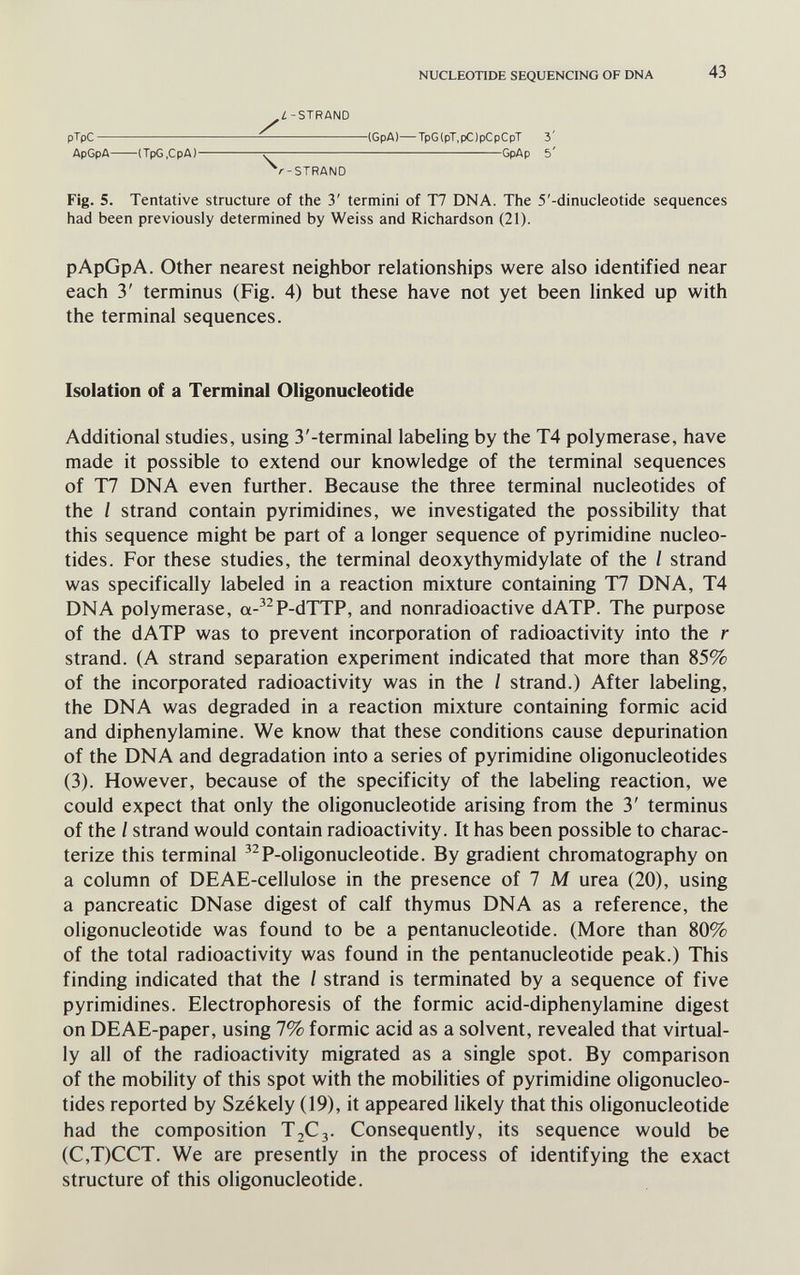 NUCLEOTIDE SEQUENCING OF DNA 43 ¿-STRAND pTpC (GpA)—TpG(pT,pC)pCpCpT 3' ApGpA (TpG.CpA) GpAp 5' ^/■-STRAND Fig. 5. Tentative structure of the 3' termini of T7 DNA. The 5'-dinucleotide sequences had been previously determined by Weiss and Richardson (21). pApGpA. Other nearest neighbor relationships were also identified near each 3' terminus (Fig. 4) but these have not yet been linked up with the terminal sequences. Isolation of a Terminal Oligonucleotide Additional studies, using 3'-terminal labeling by the T4 polymerase, have made it possible to extend our knowledge of the terminal sequences of T7 DNA even further. Because the three terminal nucleotides of the / strand contain pyrimidines, we investigated the possibility that this sequence might be part of a longer sequence of pyrimidine nucleo¬ tides. For these studies, the terminal deoxythymidylate of the I strand was specifically labeled in a reaction mixture containing T7 DNA, T4 DNA polymerase, a-P-dTTP, and nonradioactive dATP. The purpose of the dATP was to prevent incorporation of radioactivity into the r strand. (A strand separation experiment indicated that more than 85% of the incorporated radioactivity was in the I strand.) After labeling, the DNA was degraded in a reaction mixture containing formic acid and diphenylamine. We know that these conditions cause depurination of the DNA and degradation into a series of pyrimidine oligonucleotides (3). However, because of the specificity of the labeling reaction, we could expect that only the oligonucleotide arising from the 3' terminus of the I strand would contain radioactivity. It has been possible to charac¬ terize this terminal ^^P-oligonucleotide. By gradient chromatography on a column of DEAE-cellulose in the presence of 7 M urea (20), using a pancreatic DNase digest of calf thymus DNA as a reference, the oligonucleotide was found to be a pentanucleotide. (More than 80% of the total radioactivity was found in the pentanucleotide peak.) This finding indicated that the I strand is terminated by a sequence of five pyrimidines. Electrophoresis of the formic acid-diphenylamine digest on DEAE-paper, using 7% formic acid as a solvent, revealed that virtual¬ ly all of the radioactivity migrated as a single spot. By comparison of the mobility of this spot with the mobilities of pyrimidine oligonucleo¬ tides reported by Székely (19), it appeared likely that this oligonucleotide had the composition T2C3. Consequently, its sequence would be (C,T)CCT. We are presently in the process of identifying the exact structure of this oligonucleotide.