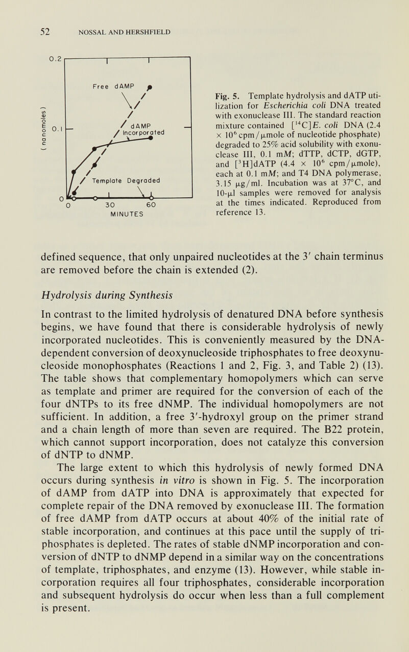 52 NOSSAL AND HERSHFIELD 0.2 Free dAMP ß 0 30 MINUTES \/ / 60 Fig. 5. Template hydrolysis and dATP uti¬ lization for Escherichia coli DNA treated with exonuclease III. The standard reaction mixture contained ['С] E. co/i DNA (2.4 X 10''срт/м.то1е of nucleotide phosphate) degraded to 25% acid solubility with exonu¬ clease III, 0.1 mM; dTTP, dCTP, dGTP, and ['H]dATP (4.4 x 10^ cpm/pimole), each at 0.1 mM; and T4 DNA polymerase, 3.15 jJLg/ml. Incubation was at 37°С, and 10-jil samples were removed for analysis at the times indicated. Reproduced from reference 13. defined sequence, that only unpaired nucleotides at the 3' chain terminus are removed before the chain is extended (2). Hydrolysis during Synthesis In contrast to the limited hydrolysis of denatured DNA before synthesis begins, we have found that there is considerable hydrolysis of newly incorporated nucleotides. This is conveniently measured by the DNA- dependent conversion of deoxynucleoside triphosphates to free deoxynu- cleoside monophosphates (Reactions 1 and 2, Fig. 3, and Table 2) (13). The table shows that complementary homopolymers which can serve as template and primer are required for the conversion of each of the four dNTPs to its free dNMP. The individual homopolymers are not sufficient. In addition, a free 3'-hydroxyl group on the primer strand and a chain length of more than seven are required. The B22 protein, which cannot support incorporation, does not catalyze this conversion of dNTP to dNMP. The large extent to which this hydrolysis of newly formed DNA occurs during synthesis in vitro is shown in Fig. 5. The incorporation of dAMP from dATP into DNA is approximately that expected for complete repair of the DNA removed by exonuclease III. The formation of free dAMP from dATP occurs at about 40% of the initial rate of stable incorporation, and continues at this pace until the supply of tri¬ phosphates is depleted. The rates of stable dNMP incorporation and con¬ version of dNTP to dNMP depend in a similar way on the concentrations of template, triphosphates, and enzyme (13). However, while stable in¬ corporation requires all four triphosphates, considerable incorporation and subsequent hydrolysis do occur when less than a full complement is present.