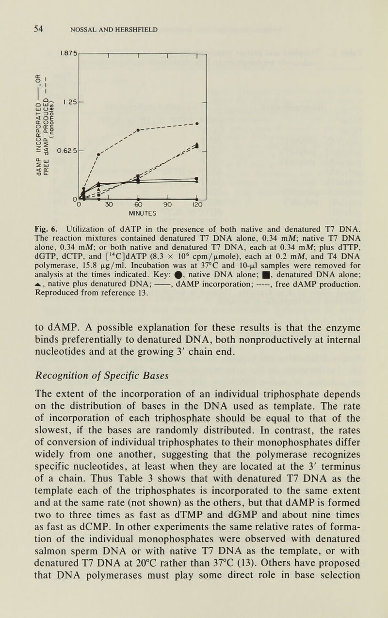 54 NOSSAL AND HERSHFIELD 1.875 I I 25 û ш<л Iii о e> h- ЗО < Û£ er Oo о ÍTC а û. о CK 5 о Q- ч ^ - < 0,62 5 s LlJ < ce O U. 0 0 30 60 90 120 MINUTES Fig. 6. Utilization of dATP in the presence of both native and denatured T7 DNA. The reaction mixtures contained denatured T7 DNA alone, 0.34 mM; native T7 DNA alone, 0.34 mM; or both native and denatured T7 DNA, each at 0.34 mM; plus dTTP, dGTP, dCTP, and ['CJdATP (8.3 x 10* cpm/jxmole), each at 0.2 mM, and T4 DNA polymerase, 15.8 jig/ml. Incubation was at 37°C and 10-ц,1 samples were removed for analysis at the times indicated. Key: ф, native DNA alone; Щ, denatured DNA alone; Ж, native plus denatured DNA; , dAMP incorporation; , free dAMP production. Reproduced from reference 13. to dAMP. A possible explanation for these results is that the enzyme binds preferentially to denatured DNA, both nonproductively at internal nucleotides and at the growing 3' chain end. Recognition of Specific Bases The extent of the incorporation of an individual triphosphate depends on the distribution of bases in the DNA used as template. The rate of incorporation of each triphosphate should be equal to that of the slowest, if the bases are randomly distributed. In contrast, the rates of conversion of individual triphosphates to their monophosphates differ widely from one another, suggesting that the polymerase recognizes specific nucleotides, at least when they are located at the 3' terminus of a chain. Thus Table 3 shows that with denatured T7 DNA as the template each of the triphosphates is incorporated to the same extent and at the same rate (not shown) as the others, but that dAMP is formed two to three times as fast as dTMP and dGMP and about nine times as fast as dCMP. In other experiments the same relative rates of forma¬ tion of the individual monophosphates were observed with denatured salmon sperm DNA or with native T7 DNA as the template, or with denatured T7 DNA at 20°C rather than 37°C (13). Others have proposed that DNA polymerases must play some direct role in base selection