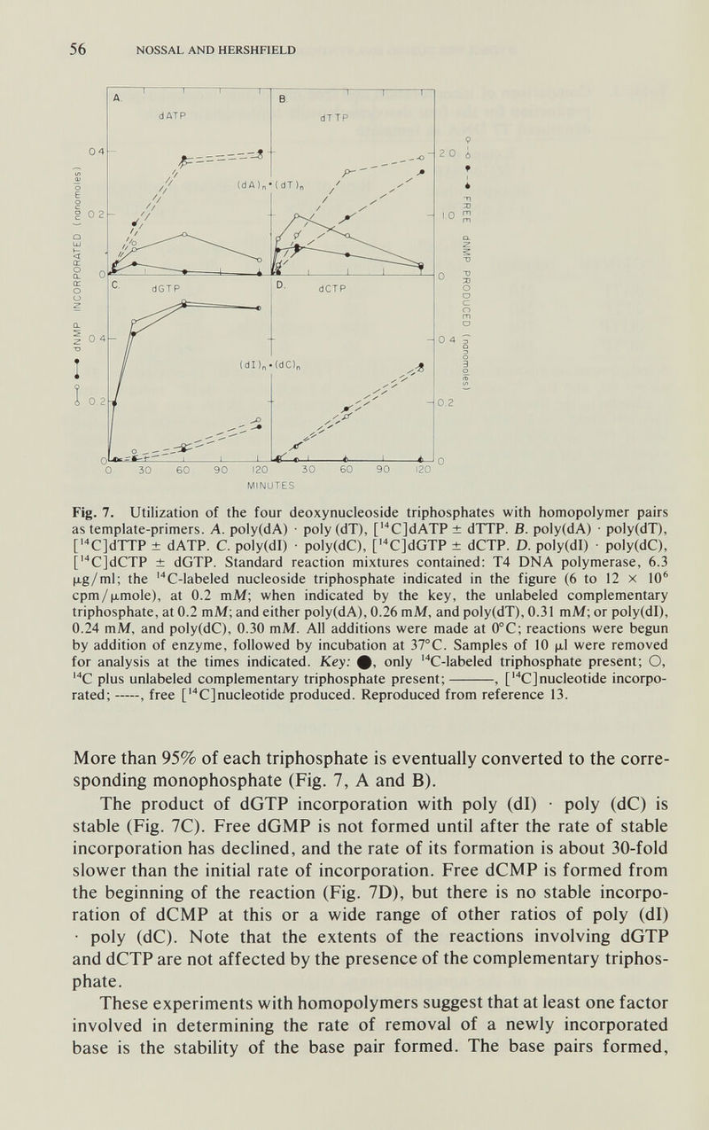 56 NOSSAL AND HERSHFIELD 04 О 2 О 4 0 2 Fig. 7. Utilization of the four deoxynucleoside triphosphates with homopolymer pairs as template-primers. A. poly(dA) • poly (dT), ['CJdATP ± dTTP. B. poly(dA) • poly(dT), ['CJdTTP ± dATP. C. poly(dl) • poly(dC), ['CJdGTP ± dCTP. D. poly(dl) • poly(dC), ['CjdCTP ± dGTP. Standard reaction mixtures contained: T4 DNA polymerase, 6.3 jjLg/ml; the ''C-labeled nucleoside triphosphate indicated in the figure (6 to 12 x 10^ cpm/jxmole), at 0.2 mM; when indicated by the key, the unlabeled complementary triphosphate, at 0.2 mM; and either poly(dA), 0.26 mM, and poly(dT), 0.31 mM; or poly(dl), 0.24 mM, and poly(dC), 0.30 mM. All additions were made at 0°C; reactions were begun by addition of enzyme, followed by incubation at 37°C. Samples of 10 |х1 were removed for analysis at the times indicated. Key: ф, only 'C-labeled triphosphate present; O, 'C plus unlabeled complementary triphosphate present; , [''C]nucleotide incorpo¬ rated; , free ['С]nucleotide produced. Reproduced from reference 13. More than 95% of each triphosphate is eventually converted to the corre¬ sponding monophosphate (Fig. 7, A and B). The product of dGTP incorporation with poly (dl) • poly (dC) is stable (Fig. 7C). Free dGMP is not formed until after the rate of stable incorporation has declined, and the rate of its formation is about 30-fold slower than the initial rate of incorporation. Free dCMP is formed from the beginning of the reaction (Fig. 7D), but there is no stable incorpo¬ ration of dCMP at this or a wide range of other ratios of poly (dl) • poly (dC). Note that the extents of the reactions involving dGTP and dCTP are not affected by the presence of the complementary triphos¬ phate. These experiments with homopolymers suggest that at least one factor involved in determining the rate of removal of a newly incorporated base is the stability of the base pair formed. The base pairs formed.