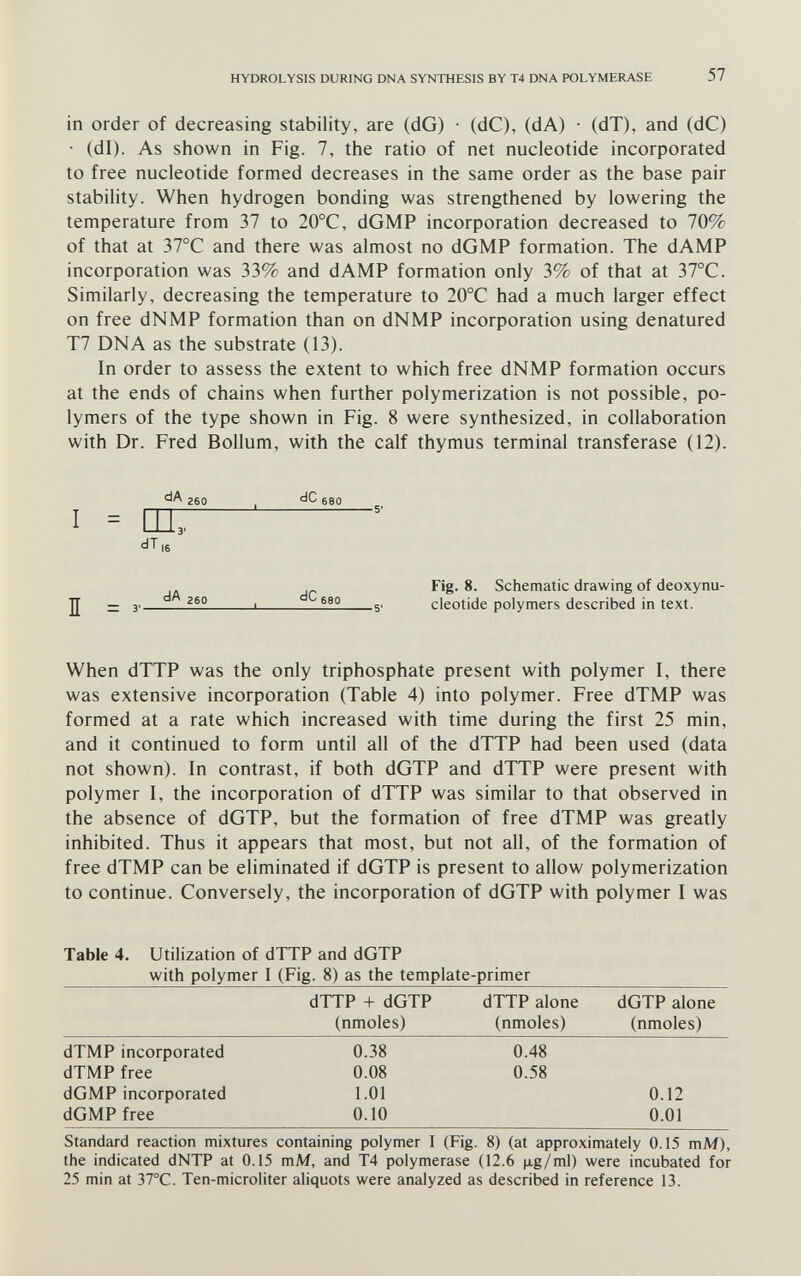 HYDROLYSIS DURING DNA SYNTHESIS BY T4 DNA POLYMERASE 57 in order of decreasing stability, are (dG) • (dC), (dA) ■ (dT), and (dC) ■ (dl). As shown in Fig. 7, the ratio of net nucleotide incorporated to free nucleotide formed decreases in the same order as the base pair stability. When hydrogen bonding was strengthened by lowering the temperature from 37 to 20°C, dGMP incorporation decreased to 70% of that at 37°C and there was almost no dGMP formation. The dAMP incorporation was 33% and dAMP formation only 3% of that at 37°C. Similarly, decreasing the temperature to 20°C had a much larger effect on free dNMP formation than on dNMP incorporation using denatured T7 DNA as the substrate (13). In order to assess the extent to which free dNMP formation occurs at the ends of chains when further polymerization is not possible, po¬ lymers of the type shown in Fig. 8 were synthesized, in collaboration with Dr. Fred Bollum, with the calf thymus terminal transferase (12). dA I = dT, dC, I = dA 260 dC< Fig. 8. Schematic drawing of deoxynu- cleotide polymers described in text. When dTTP was the only triphosphate present with polymer I, there was extensive incorporation (Table 4) into polymer. Free dTMP was formed at a rate which increased with time during the first 25 min, and it continued to form until all of the dTTP had been used (data not shown). In contrast, if both dGTP and dTTP were present with polymer I, the incorporation of dTTP was similar to that observed in the absence of dGTP, but the formation of free dTMP was greatly inhibited. Thus it appears that most, but not all, of the formation of free dTMP can be eliminated if dGTP is present to allow polymerization to continue. Conversely, the incorporation of dGTP with polymer I was Table 4. Utilization of dTTP and dGTP with polymer I (Fig. 8) as the template-primer Standard reaction mixtures containing polymer I (Fig. 8) (at approximately 0.15 mM), the indicated dNTP at 0.15 mM, and T4 polymerase (12.6 jig/ml) were incubated for 25 min at 37°C. Ten-microliter aliquots were analyzed as described in reference 13.