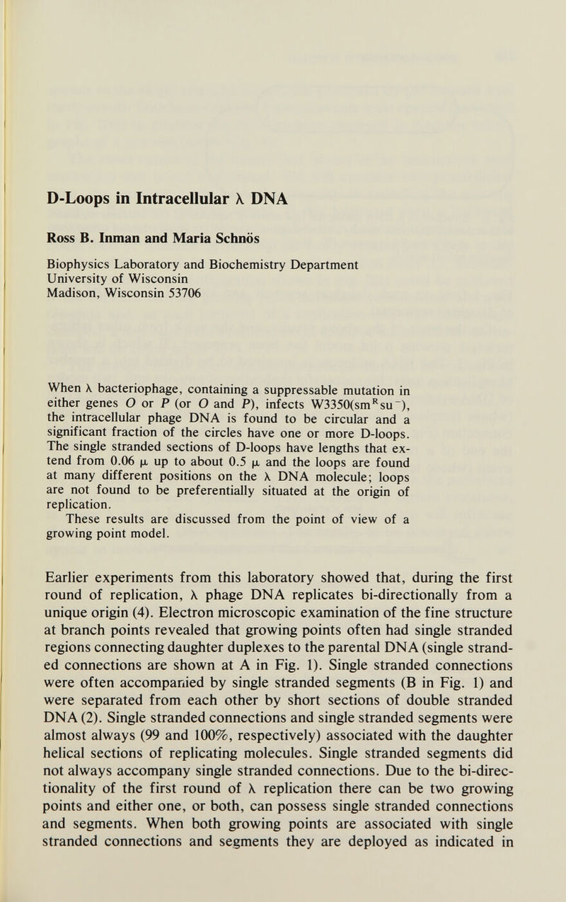 D-Loops in Intracellular X DNA Ross В. Inman and Maria Schnös Biophysics Laboratory and Biochemistry Department University of Wisconsin Madison, Wisconsin 53706 When X bacteriophage, containing a suppressable mutation in either genes О or P (or О and P), infects W3350(sm'^su), the intracellular phage DNA is found to be circular and a significant fraction of the circles have one or more D-loops. The single stranded sections of D-loops have lengths that ex¬ tend from 0.06 Ц, up to about 0.5 ц, and the loops are found at many different positions on the \ DNA molecule; loops are not found to be preferentially situated at the origin of replication. These results are discussed from the point of view of a growing point model. Earlier experiments from this laboratory showed that, during the first round of replication, \ phage DNA replicates bi-directionally from a unique origin (4). Electron microscopic examination of the fine structure at branch points revealed that growing points often had single stranded regions connecting daughter duplexes to the parental DNA (single strand¬ ed connections are shown at A in Fig. 1). Single stranded connections were often accompanied by single stranded segments (B in Fig. 1) and were separated from each other by short sections of double stranded DNA (2). Single stranded connections and single stranded segments were almost always (99 and 100%, respectively) associated with the daughter helical sections of replicating molecules. Single stranded segments did not always accompany single stranded connections. Due to the bi-direc- tionality of the first round of \ replication there can be two growing points and either one, or both, can possess single stranded connections and segments. When both growing points are associated with single stranded connections and segments they are deployed as indicated in