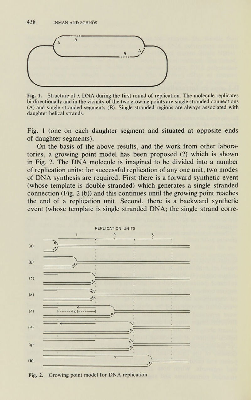 438 INMAN AND SCHNÖS Fig. 1. Structure of \ DNA during the first round of replication. The molecule replicates bi-directionally and in the vicinity of the two growing points are single stranded connections (A) and single stranded segments (B). Single stranded regions are always associated with daughter helical strands. Fig. 1 (one on each daughter segment and situated at opposite ends of daughter segments). On the basis of the above results, and the work from other labora¬ tories, a growing point model has been proposed (2) which is shown in Fig. 2. The DNA molecule is imagined to be divided into a number of replication units; for successful replication of any one unit, two modes of DNA synthesis are required. First there is a forward synthetic event (whose template is double stranded) which generates a single stranded connection (Fig. 2 (b)) and this continues until the growing point reaches the end of a replication unit. Second, there is a backward synthetic event (whose template is single stranded DNA; the single strand corre- REPLICATION UNITS 2 3 Fig. 2. Growing point model for DNA replication.