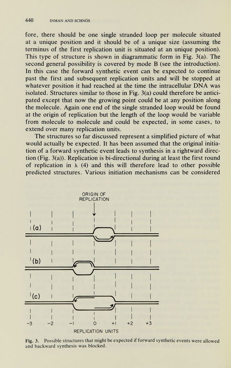 440 INMAN AND SCHNÖS fore, there should be one single stranded loop per molecule situated at a unique position and it should be of a unique size (assuming the terminus of the first replication unit is situated at an unique position). This type of structure is shown in diagrammatic form in Fig. 3(a). The second general possibility is covered by mode В (see the introduction). In this case the forward synthetic event can be expected to continue past the first and subsequent replication units and will be stopped at whatever position it had reached at the time the intracellular DNA was isolated. Structures similar to those in Fig. 3(a) could therefore be antici¬ pated except that now the growing point could be at any position along the molecule. Again one end of the single stranded loop would be found at the origin of replication but the length of the loop would be variable from molecule to molecule and could be expected, in some cases, to extend over many replication units. The structures so far discussed represent a simplified picture of what would actually be expected. It has been assumed that the original initia¬ tion of a forward synthetic event leads to synthesis in a rightward direc¬ tion (Fig. 3(a)). Replication is bi-directional during at least the first round of replication in \ (4) and this will therefore lead to other possible predicted structures. Various initiation mechanisms can be considered ORIGIN OF REPLICATION r \ л r I I -3 -2 I 0 V I +1 REPLICATION UNITS +2 +3 Fig. 3. Possible structures that might be expected if forward synthetic events were allowed and backward synthesis was blocked.