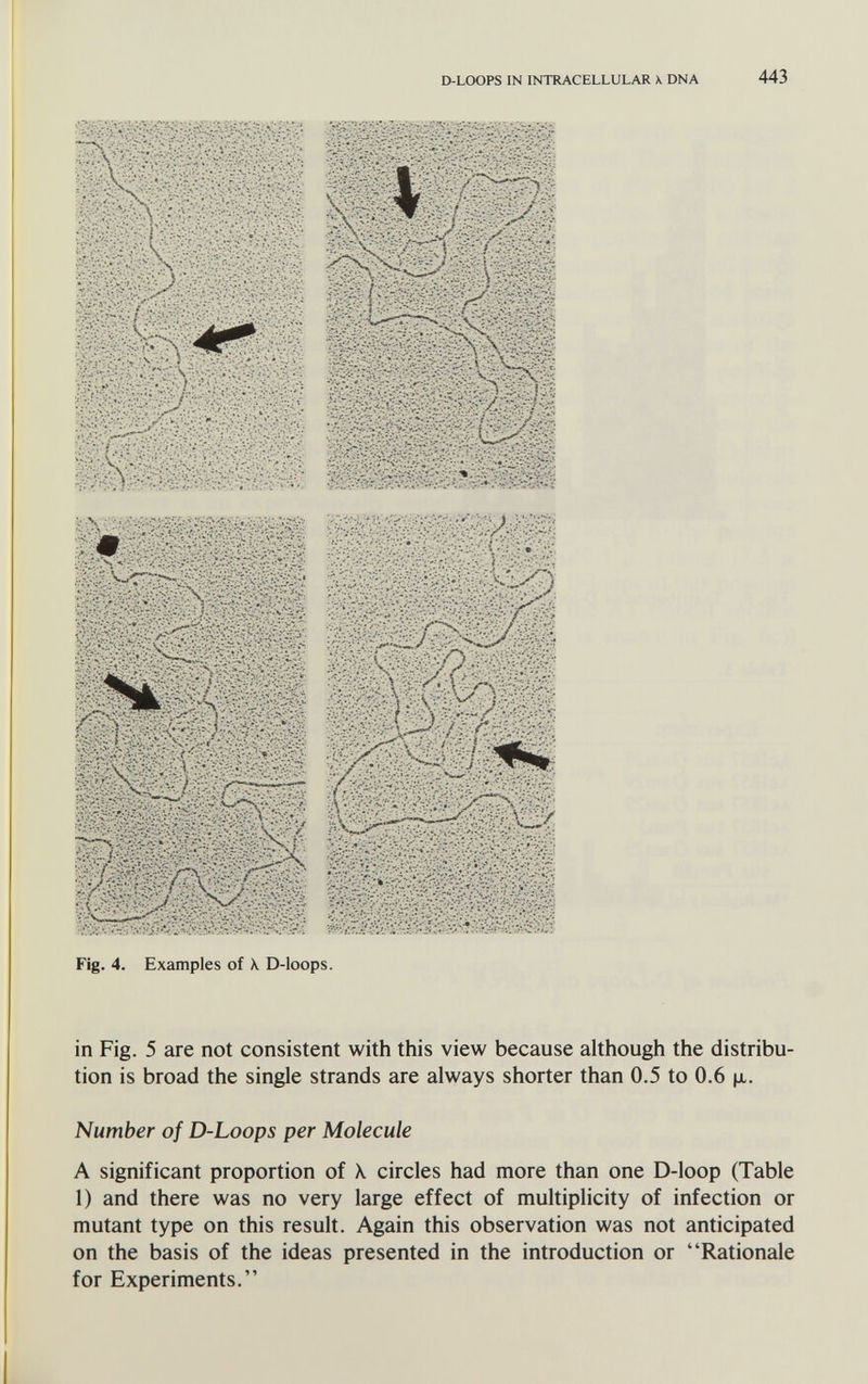 D-LOOPS IN INTRACELLULAR X. DNA 443 Л V .N .ä ( V ' ; к ■ Л ' ^ л - \ V / \ I s г$: \- / . .. r:-.^- ì \ у-'' ■ -V— Fig. 4. Examples of \ D-loops. in Fig. 5 are not consistent with this view because although the distribu¬ tion is broad the single strands are always shorter than 0.5 to 0.6 ц,. Number of D-Loops per Molecule A significant proportion of X, circles had more than one D-loop (Table 1) and there was no very large effect of muhiplicity of infection or mutant type on this result. Again this observation was not anticipated on the basis of the ideas presented in the introduction or Rationale for Experiments.