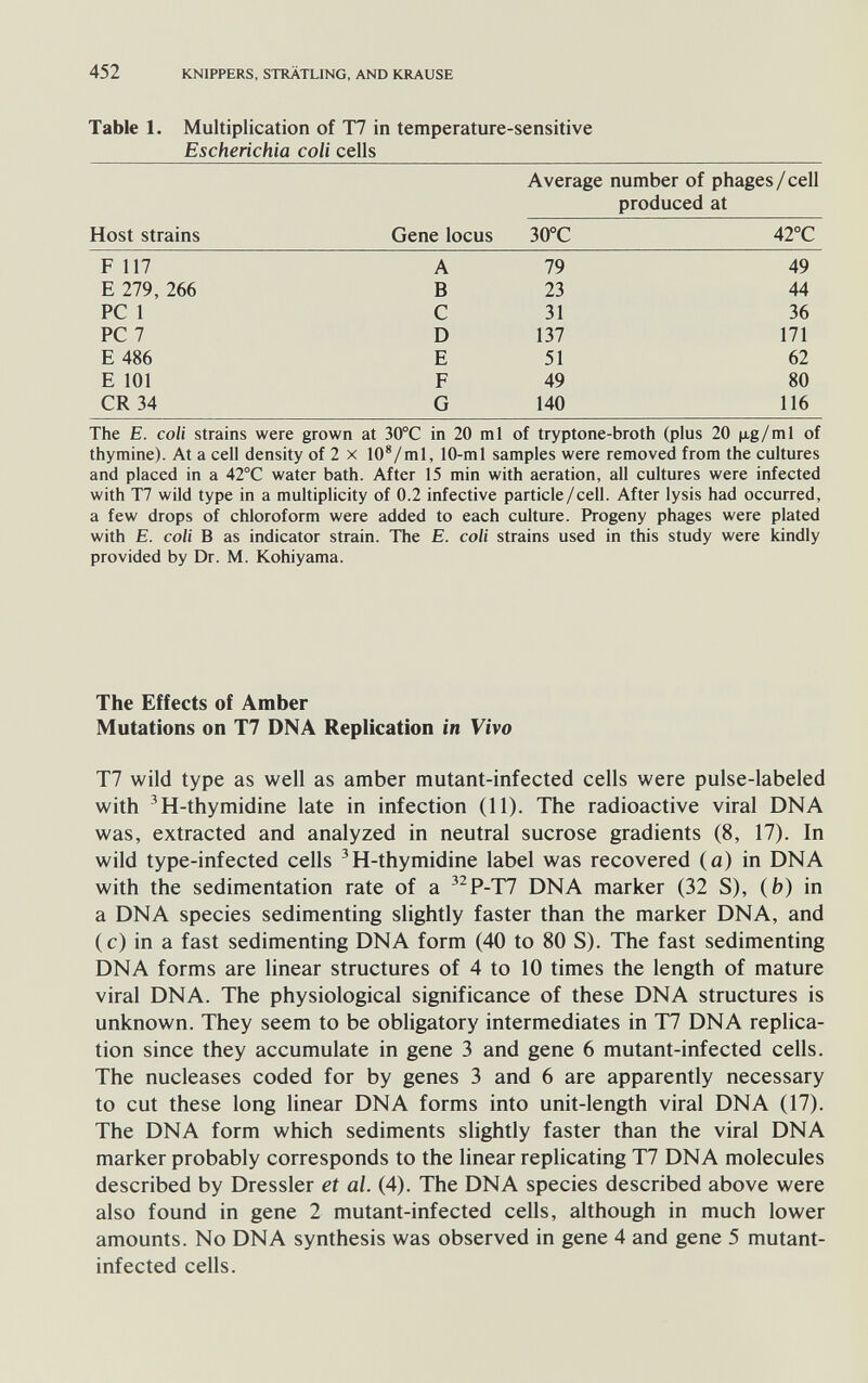 452 KNIPPERS, STRÄTLING, AND KRAUSE Table 1. Multiplication of Т7 in temperature-sensitive Escherichia coli cells Average number of phages/cell produced at The E. coll strains were grown at 30°C in 20 ml of tryptone-broth (plus 20 |xg/ml of thymine). At a cell density of 2 x 10^/ml, 10-ml samples were removed from the cultures and placed in a 42°C water bath. After 15 min with aeration, all cultures were infected with T7 wild type in a multiplicity of 0.2 infective particle/cell. After lysis had occurred, a few drops of chloroform were added to each culture. Progeny phages were plated with E. coli В as indicator strain. The E. coli strains used in this study were kindly provided by Dr. M. Kohiyama. The Effects of Amber Mutations on T7 DNA Replication in Vivo T7 wild type as well as amber mutant-iiifected cells were pulse-labeled with 'H-thymidine late in infection (11). The radioactive viral DNA was, extracted and analyzed in neutral sucrose gradients (8, 17). In wild type-infected cells ^H-thymidine label was recovered (a) in DNA with the sedimentation rate of a ^^P-T7 DNA marker (32 S), (b) in a DNA species sedimenting slightly faster than the marker DNA, and (c) in a fast sedimenting DNA form (40 to 80 S). The fast sedimenting DNA forms are linear structures of 4 to 10 times the length of mature viral DNA. The physiological significance of these DNA structures is unknown. They seem to be obligatory intermediates in T7 DNA replica¬ tion since they accumulate in gene 3 and gene 6 mutant-infected cells. The nucleases coded for by genes 3 and 6 are apparently necessary to cut these long linear DNA forms into unit-length viral DNA (17). The DNA form which sediments slightly faster than the viral DNA marker probably corresponds to the linear replicating T7 DNA molecules described by Dressier et al. (4). The DNA species described above were also found in gene 2 mutant-infected cells, although in much lower amounts. No DNA synthesis was observed in gene 4 and gene 5 mutant- infected cells.