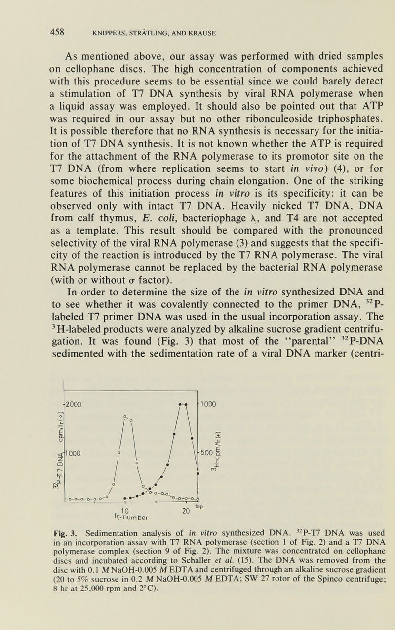 458 KNIPPERS, STRÄTLING, AND KRAUSE As mentioned above, our assay was performed with dried samples on cellophane discs. The high concentration of components achieved with this procedure seems to be essential since we could barely detect a stimulation of T7 DNA synthesis by viral RNA polymerase when a liquid assay was employed. It should also be pointed out that ATP was required in our assay but no other ribonculeoside triphosphates. It is possible therefore that no RNA synthesis is necessary for the initia¬ tion of T7 DNA synthesis. It is not known whether the ATP is required for the attachment of the RNA polymerase to its promotor site on the T7 DNA (from where replication seems to start in vivo) (4), or for some biochemical process during chain elongation. One of the striking features of this initiation process in vitro is its specificity: it can be observed only with intact T7 DNA. Heavily nicked T7 DNA, DNA from calf thymus, E. coli, bacteriophage \, and T4 are not accepted as a template. This result should be compared with the pronounced selectivity of the viral RNA polymerase (3) and suggests that the specifi¬ city of the reaction is introduced by the T7 RNA polymerase. The viral RNA polymerase cannot be replaced by the bacterial RNA polymerase (with or without (Г factor). In order to determine the size of the in vitro synthesized DNA and to see whether it was covalently connected to the primer DNA, ^^P- labeled T7 primer DNA was used in the usual incorporation assay. The ^ H-labeled products were analyzed by alkaline sucrose gradient centrifu- gation. It was found (Fig. 3) that most of the parental '^P-DNA sedimented with the sedimentation rate of a viral DNA marker (centri- 'r-number Fig. 3. Sedimentation analysis of in vitro synthesized DNA. ^^P-T7 DNA was used in an incorporation assay with T7 RNA polymerase (section 1 of Fig. 2) and a T7 DNA polymerase complex (section 9 of Fig. 2). The mixture was concentrated on cellophane discs and incubated according to Schaller et al. (15). The DNA was removed from the disc with 0.1 MNaOH-0.(Ю5 M EDTA and centrifuged through an alkaline sucrose gradient (20 to 5% sucrose in 0.2 M NaOH-0.005 M EDTA; SW 27 rotor of the Spinco centrifuge; 8 hr at 25,000 фт and 2°C).