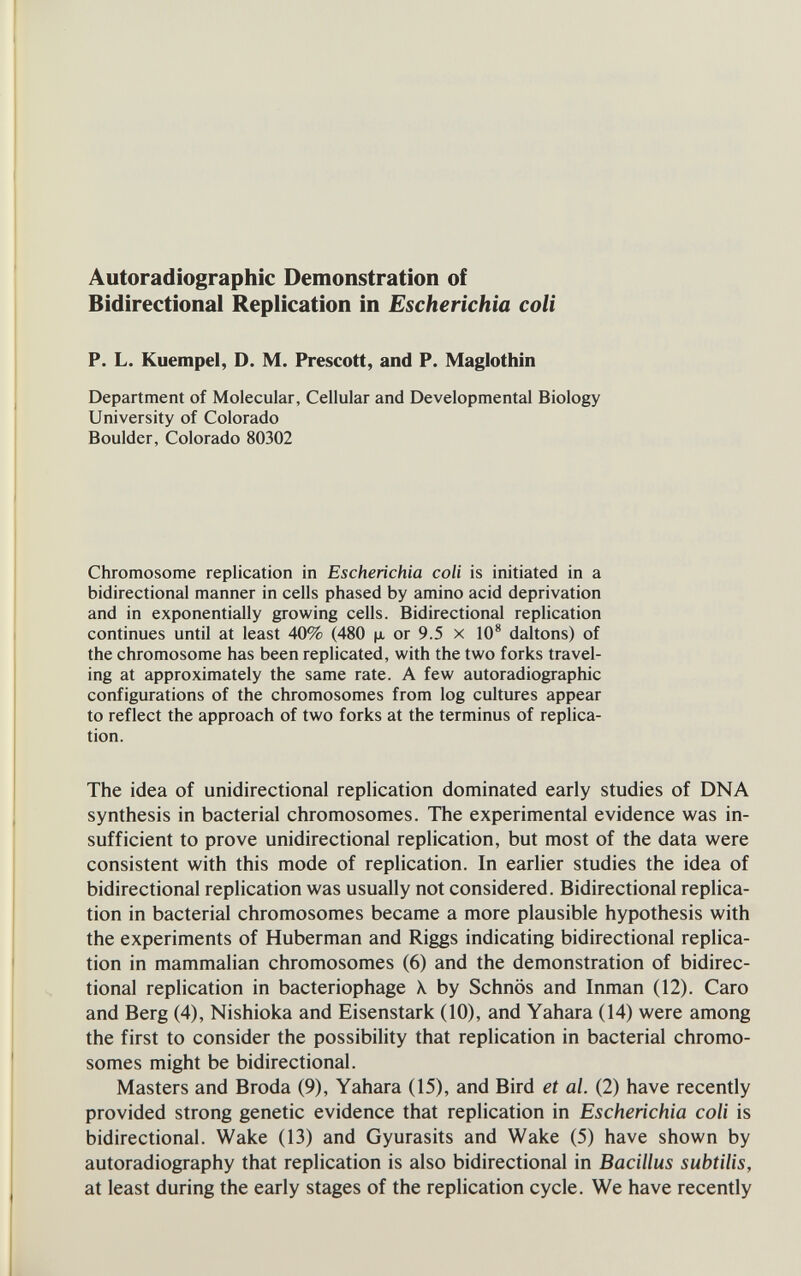 Autoradiographic Demonstration of Bidirectional Replication in Escherichia coli P. L. Kuempel, D. M. Prescott, and P. Maglothin Department of Molecular, Cellular and Developmental Biology University of Colorado Boulder, Colorado 80302 Chromosome replication in Escherichia coli is initiated in a bidirectional manner in cells phased by amino acid deprivation and in exponentially growing cells. Bidirectional replication continues until at least 40% (480 ц, or 9.5 x 10^ daltons) of the chromosome has been replicated, with the two forks travel¬ ing at approximately the same rate. A few autoradiographic configurations of the chromosomes from log cultures appear to reflect the approach of two forks at the terminus of replica¬ tion. The idea of unidirectional replication dominated early studies of DNA synthesis in bacterial chromosomes. The experimental evidence was in¬ sufficient to prove unidirectional replication, but most of the data were consistent with this mode of replication. In earlier studies the idea of bidirectional replication was usually not considered. Bidirectional replica¬ tion in bacterial chromosomes became a more plausible hypothesis with the experiments of Huberman and Riggs indicating bidirectional replica¬ tion in mammalian chromosomes (6) and the demonstration of bidirec¬ tional replication in bacteriophage \ by Schnös and Inman (12). Caro and Berg (4), Nishioka and Eisenstark (10), and Yahara (14) were among the first to consider the possibility that replication in bacterial chromo¬ somes might be bidirectional. Masters and Broda (9), Yahara (15), and Bird et al. (2) have recently provided strong genetic evidence that replication in Escherichia coli is bidirectional. Wake (13) and Gyurasits and Wake (5) have shown by autoradiography that replication is also bidirectional in Bacillus subtilis, at least during the early stages of the replication cycle. We have recently
