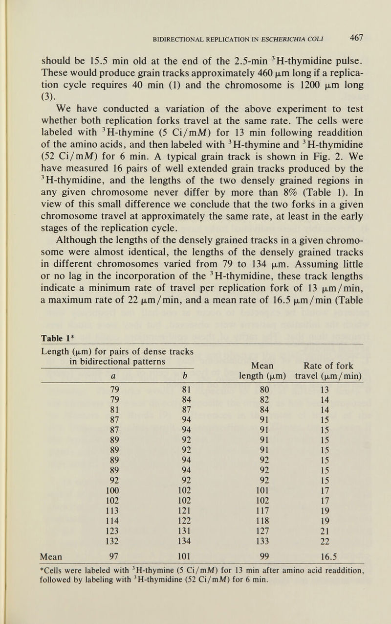 BIDIRECTIONAL REPLICATION IN ESCHERICHIA COLI 467 should be 15.5 min old at the end of the 2.5-min ^H-thymidine pulse. These would produce grain tracks approximately 460 ц,т long if a replica¬ tion cycle requires 40 min (1) and the chromosome is 1200 jxm long (3). We have conducted a variation of the above experiment to test whether both replication forks travel at the same rate. The cells were labeled with ^H-thymine (5 Ci/mM) for 13 min following readdition of the amino acids, and then labeled with ^H-thymine and ^H-thymidine (52 Ci/mM) for 6 min. A typical grain track is shown in Fig. 2. We have measured 16 pairs of well extended grain tracks produced by the 'H-thymidine, and the lengths of the two densely grained regions in any given chromosome never differ by more than 8% (Table 1). In view of this small difference we conclude that the two forks in a given chromosome travel at approximately the same rate, at least in the early stages of the replication cycle. Although the lengths of the densely grained tracks in a given chromo¬ some were almost identical, the lengths of the densely grained tracks in different chromosomes varied from 79 to 134 |хт. Assuming little or no lag in the incorporation of the ^H-thymidine, these track lengths indicate a minimum rate of travel per replication fork of 13 jjum/min, a maximum rate of 22 p-m/min, and a mean rate of 16.5 jim/min (Table Table 1* Length (jim) for pairs of dense tracks *CeIls were labeled with 'H-thymine (5 Ci/mM) for 13 min after amino acid readdition, followed by labeling with 'H-thymidine (52 Ci/mM) for 6 min.