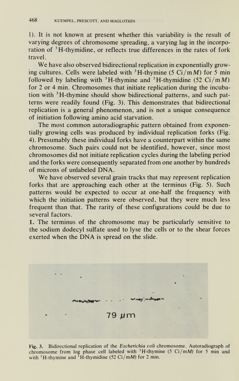468 KUEMPEL, PRESCOTT, AND MAGLOTHIN 1). It is not known at present whether this variability is the result of varying degrees of chromosome spreading, a varying lag in the incorpo¬ ration of ^H-thymidine, or reflects true differences in the rates of fork travel. We have also observed bidirectional replication in exponentially grow¬ ing cultures. Cells were labeled with ^H-thymine (5 Ci/mM) for 5 min followed by labeling with ^H-thymine and ^H-thymidine (52 Ci/mM) for 2 or 4 min. Chromosomes that initiate replication during the incuba¬ tion with ^H-thymine should show bidirectional patterns, and such pat¬ terns were readily found (Fig. 3). This demonstrates that bidirectional replication is a general phenomenon, and is not a unique consequence of initiation following amino acid starvation. The most common autoradiographic pattern obtained from exponen¬ tially growing cells was produced by individual replication forks (Fig. 4). Presumably these individual forks have a counterpart within the same chromosome. Such pairs could not be identified, however, since most chromosomes did not initiate replication cycles during the labeling period and the forks were consequently separated from one another by hundreds of microns of unlabeled DNA. We have observed several grain tracks that may represent replication forks that are approaching each other at the terminus (Fig. 5). Such patterns would be expected to occur at one-half the frequency with which the initiation patterns were observed, but they were much less frequent than that. The rarity of these configurations could be due to several factors. 1. The terminus of the chromosome may be particularly sensitive to the sodium dodecyl sulfate used to lyse the cells or to the shear forces exerted when the DNA is spread on the slide. 79 цт Fig. 3. Bidirectional replication of the Escherichia coli chromosome. Autoradiograph of chromosome from log phase cell labeled with 'H-thymine (5 Ci/mM) for 5 min and with 'H-thymine and 'H-thymidine (52 Ci/mM) for 2 min.