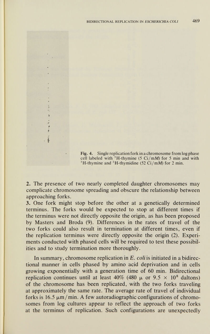 BIDIRECTIONAL REPLICATION IN ESCHERICHIA COLI 469 > t Í \ Fig. 4. Single replication fork in a chromosome from log phase cell labeled with 'H-thymine (5 Ci/mM) for 5 min and with 'H-thymine and 'H-thymidine (52 Ci/mM) for 2 min. 2. The presence of two nearly completed daughter chromosomes may complicate chromosome spreading and obscure the relationship between approaching forks. 3. One fork might stop before the other at a genetically determined terminus. The forks would be expected to stop at different times if the terminus were not directly opposite the origin, as has been proposed by Masters and Broda (9). Differences in the rates of travel of the two forks could also result in termination at different times, even if the replication terminus were directly opposite the origin (2). Experi¬ ments conducted with phased cells will be required to test these possibil¬ ities and to study termination more thoroughly. In summary, chromosome replication in E. coli is initiated in a bidirec¬ tional manner in cells phased by amino acid deprivation and in cells growing exponentially with a generation time of 60 min. Bidirectional replication continues until at least 40% (480 |x or 9.5 x 10® daltons) of the chromosome has been replicated, with the two forks traveling at approximately the same rate. The average rate of travel of individual forks is 16.5 |jLm/min. A few autoradiographic configurations of chromo¬ somes from log cultures appear to reflect the approach of two forks at the terminus of replication. Such configurations are unexpectedly