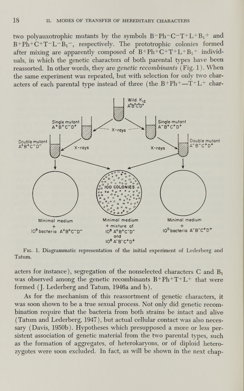 18 п. MODES OF TRANSFER OF HEREDITARY CHARACTERS two polyauxotrophic mutants by the symbols B-Ph~C'~T+L+Bi+ and B+Ph+C+T^L^Bi, respectively. The prototrophic colonies formed after mixing are apparently composed of B+Ph+C+T+L+Bi+ individ¬ uals, in which the genetic characters of both parental types have been reassorted. In other words, they are genetic recombinants (Fig. 1). When the same experiment was repeated, but with selection for only two char¬ acters of each parental type instead of three (the B+Ph+—T+L+ char- /oO 100 too ®• Minimal medium + 10® bacteria Minimal medium + mixture of IG® A+B+CD and 10® Minimal medium 10®bacteria Fig. 1. Diagrammatic representation of the initial experiment of Lederberg and Tatum. acters for instance), segregation of the nonselected characters С and Bi was observed among the genetic recombinants B+Ph+T+L+ that were formed (J. Lederberg and Tatum, 1946a and b). As for the mechanism of this reassortment of genetic characters, it was soon shown to be a true sexual process. Not only did genetic recom¬ bination require that the bacteria from both strains be intact and alive (Tatum and Lederberg, 1947), but actual cellular contact was also neces¬ sary (Davis, 1950b). Hypotheses which presupposed a more or less per¬ sistent association of genetic material from the two parental types, such as the formation of aggregates, of heterokaryons, or of diploid hetero¬ zygotes were soon excluded. In fact, as will be shown in the next chap-