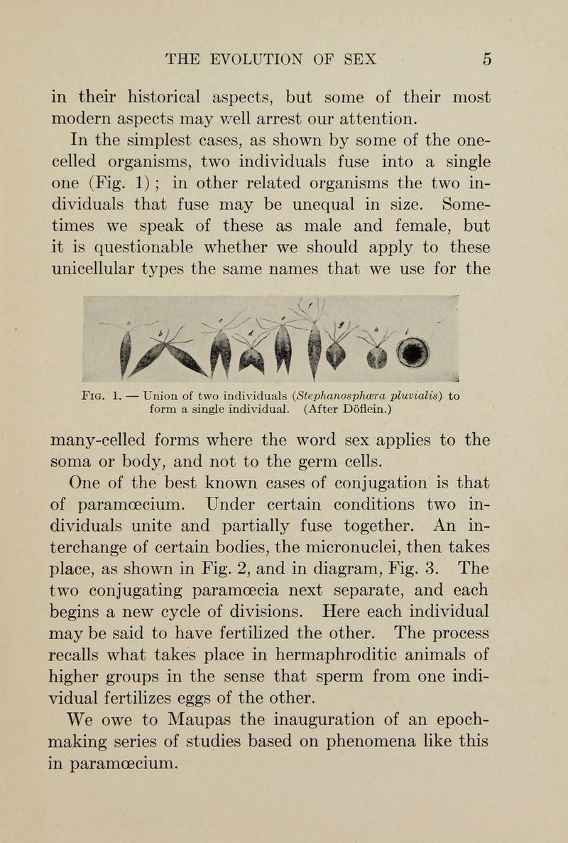 THE EVOLUTION OF SEX 5 in their historical aspects, but some of their most modern aspects may well arrest our attention. In the simplest cases, as shown by some of the one- celled organisms, two individuals fuse into a single one (Fig. 1) ; in other related organisms the two in¬ dividuals that fuse may be unequal in size. Some¬ times we speak of these as male and female, but it is questionable whether we should apply to these unicellular types the same names that we use for the Fig. 1. — Union of two individuals (Stephanosphcera pluvialis) to form a single individual. (After Döflein.) many-celled forms where the word sex applies to the soma or body, and not to the germ cells. One of the best known cases of conjugation is that of paramcecium. Under certain conditions two in¬ dividuals unite and partially fuse together. An in¬ terchange of certain bodies, the micronuclei, then takes place, as shown in Fig. 2, and in diagram. Fig. 3. The two conjugating paramœcia next separate, and each begins a new cycle of divisions. Here each individual may be said to have fertilized the other. The process recalls what takes place in hermaphroditic animals of higher groups in the sense that sperm from one indi¬ vidual fertilizes eggs of the other. We owe to Maupas the inauguration of an epoch- making series of studies based on phenomena like this in paramœcium.