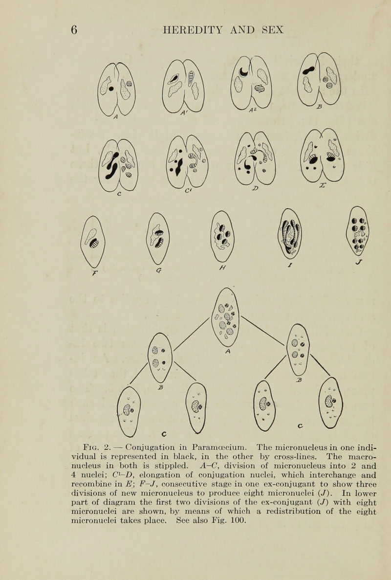 6 HEREDITY AND SEX vidual is represented in black, in the other by cross-lines. The macro- nucleus in both is stippled. A-C, division of micronucleus into 2 and 4 nuclei; C^-D, elongation of conjugation nuclei, which interchange and recombine in E; F~J, consecutive stage in one ex-conjugant to show three divisions of new micronucleus to produce eight micronuclei (J). In lower part of diagram the first two divisions of the ex-conjugant (J) with eight micronuclei are shown, by means of which a redistribution of the eight micronuclei takes place. See also Fig. 100.
