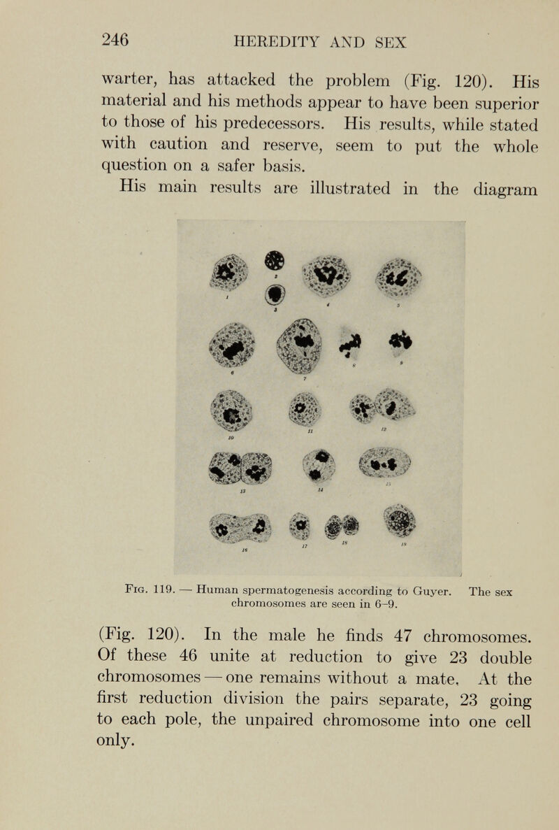 246 HEREDITY AND SEX warter, has attacked the problem (Fig, 120). His material and his methods appear to have been superior to those of his predecessors. His results, while stated with caution and reserve, seem to put the whole question on a safer basis. His main results are illustrated in the diagram Fig. 119. — Human spermatogenesis according to Guyer. The sex chromosomes are seen in 6-9. (Fig. 120). In the male he finds 47 chromosomes. Of these 46 unite at reduction to give 23 double chromosomes—^one remains without a mate, At the first reduction division the pairs separate, 23 going to each pole, the unpaired chromosome into one cell only.