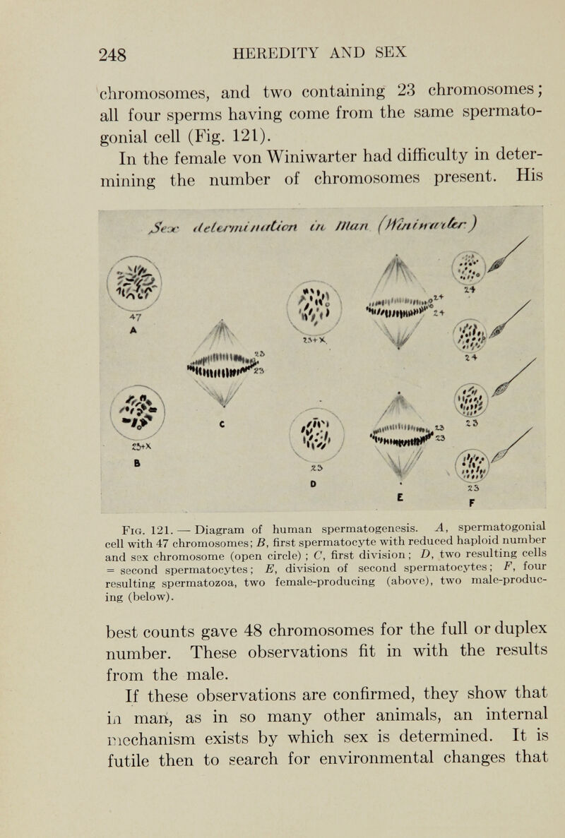 248 HEREDITY AND SEX chromosomes, and two containing 23 chromosomes ; all four sperms having come from the same spermato- gonial cell (Fig. 121). In the female von Winiwarter had difficulty in deter¬ mining the number of chromosomes present. His delerniiiUftion in filan (Иш(и*гч Fig. 121. — Diagram of human spermatogenesis. A, spermatogonial cell with 47 chromosomes; B, first spermatocyte with reduced haploid number and sex chromosome (open circle) ; C, first division ; D, two resulting cells = second spermatocytes ; E, division of second spermatocytes ; F, four resulting spermatozoa, two female-producing (above), two male-produc¬ ing (below). best counts gave 48 chromosomes for the full or duplex number. These observations fit in with the results from the male. If these observations are confirmed, they show that in man, as in so many other animals, an internal mechanism exists by which sex is determined. It is futile then to search for environmental changes that 23 F E