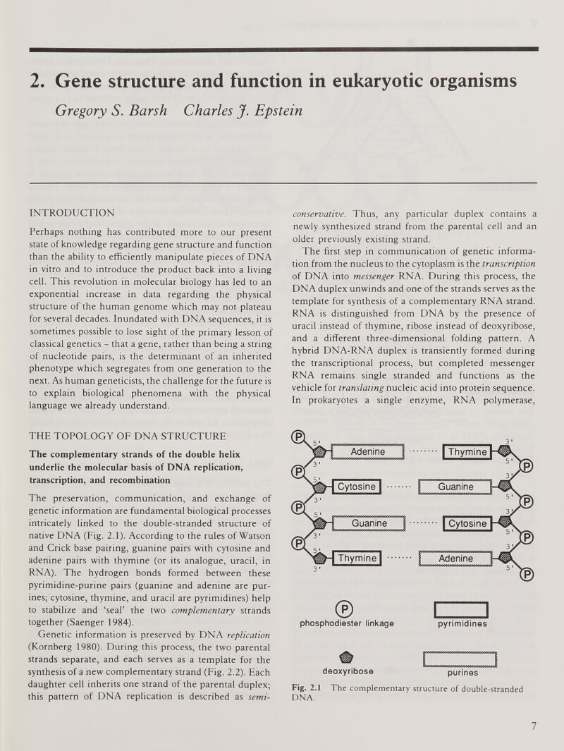 2. Gene structure and function in eukaryotic organisms Gregory S. Barsh Charles J. Epstein INTRODUCTION Perhaps nothing has contributed more to our present state of knowledge regarding gene structure and function than the ability to efficiently manipulate pieces of DNA in vitro and to introduce the product back into a living cell. This revolution in molecular biology has led to an exponential increase in data regarding the physical structure of the human genome which may not plateau for several decades. Inundated with DNA sequences, it is sometimes possible to lose sight of the primary lesson of classical genetics - that a gene, rather than being a string of nucleotide pairs, is the determinant of an inherited phenotype which segregates from one generation to the next. As human geneticists, the challenge for the future is to explain biological phenomena with the physical language we already understand. conservative. Thus, any particular duplex contains a newly synthesized strand from the parental cell and an older previously existing strand. The first step in communication of genetic informa tion from the nucleus to the cytoplasm is the transcription of DNA into messenger RNA. During this process, the DNA duplex unwinds and one of the strands serves as the template for synthesis of a complementary RNA strand. RNA is distinguished from DNA by the presence of uracil instead of thymine, ribose instead of deoxyribose, and a different three-dimensional folding pattern. A hybrid DNA-RNA duplex is transiently formed during the transcriptional process, but completed messenger RNA remains single stranded and functions as the vehicle for translating nucleic acid into protein sequence. In prokaryotes a single enzyme, RNA polymerase, THE TOPOLOGY OF DNA STRUCTURE The complementary strands of the double helix underlie the molecular basis of DNA replication, transcription, and recombination The preservation, communication, and exchange of genetic information are fundamental biological processes intricately linked to the double-stranded structure of native DNA (Fig. 2.1). According to the rules of Watson and Crick base pairing, guanine pairs with cytosine and adenine pairs with thymine (or its analogue, uracil, in RNA). The hydrogen bonds formed between these pyrimidine-purine pairs (guanine and adenine are pur ines; cytosine, thymine, and uracil are pyrimidines) help to stabilize and ‘seal’ the two complementary strands together (Saenger 1984). Genetic information is preserved by DNA replication (Kornberg 1980). During this process, the two parental strands separate, and each serves as a template for the synthesis of a new complementary strand (Fig. 2.2). Each daughter cell inherits one strand of the parental duplex; this pattern of DNA replication is described as semi- ® I 1 phosphodiester linkage pyrimidines deoxyribose purines Fig. 2.1 The complementary structure of double-stranded DNA.