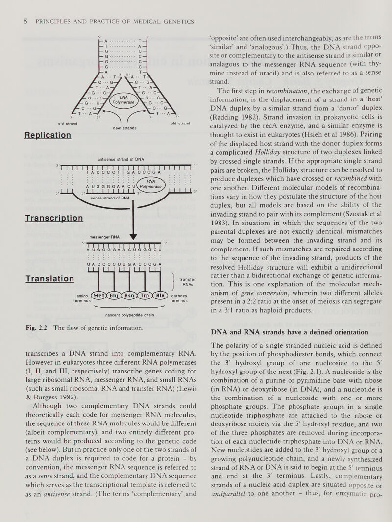 5 ' 3 ' Replication antisense strand ot DNA TA CCCCTTGA CCCGA UA CCCCUUGA CCCGA Translation amino (Met terminus transfer RNAs carboxy terminus nascent polypeptide chain ‘opposite’ are often used interchangeably, as are the terms ‘similar’ and ‘analogous’.) Thus, the DNA strand oppo site or complementary to the antisense strand is similar or analagous to the messenger RNA sequence (with thy mine instead of uracil) and is also referred to as a sense strand. The first step in recombination , the exchange of genetic information, is the displacement of a strand in a ‘host’ DNA duplex by a similar strand from a ‘donor’ duplex (Radding 1982). Strand invasion in prokaryotic cells is catalyzed by the recA enzyme, and a similar enzyme is thought to exist in eukaryotes (Hsieh et al 1986). Pairing of the displaced host strand with the donor duplex forms a complicated Holliday structure of two duplexes linked by crossed single strands. If the appropriate single strand pairs are broken, the Holliday structure can be resolved to produce duplexes which have crossed or recombined with one another. Different molecular models of recombina tions vary in how they postulate the structure of the host duplex, but all models are based on the ability of the invading strand to pair with its complement (Szostak et al 1983). In situations in which the sequences of the two parental duplexes are not exactly identical, mismatches may be formed between the invading strand and its complement. If such mismatches are repaired according to the sequence of the invading strand, products of the resolved Holliday structure will exhibit a unidirectional rather than a bidirectional exchange of genetic informa tion. This is one explanation of the molecular mech anism of gene conversion , wherein two different alleles present in a 2:2 ratio at the onset of meiosis can segregate in a 3:1 ratio as haploid products. Fig. 2.2 The flow of genetic information. transcribes a DNA strand into complementary RNA. However in eukaryotes three different RNA polymerases (I, II, and III, respectively) transcribe genes coding for large ribosomal RNA, messenger RNA, and small RNAs (such as small ribosomal RNA and transfer RNA) (Lewis & Burgess 1982). Although two complementary DNA strands could theoretically each code for messenger RNA molecules, the sequence of these RNA molecules would be different (albeit complementary), and two entirely different pro teins would be produced according to the genetic code (see below). But in practice only one of the two strands of a DNA duplex is required to code for a protein - by convention, the messenger RNA sequence is referred to as a sense strand, and the complementary DNA sequence which serves as the transcriptional template is referred to as an antisense strand. (The terms ‘complementary’ and DNA and RNA strands have a defined orientation The polarity of a single stranded nucleic acid is defined by the position of phosphodiester bonds, which connect the 3' hydroxyl group of one nucleoside to the 5' hydroxyl group of the next (Fig. 2.1). A nucleoside is the combination of a purine or pyrimidine base with ribose (in RNA) or deoxyribose (in DNA), and a nucleotide is the combination of a nucleoside with one or more phosphate groups. The phosphate groups in a single nucleotide triphosphate are attached to the ribose or deoxyribose moiety via the 5' hydroxyl residue, and two of the three phosphates are removed during incorpora tion of each nucleotide triphosphate into DNA or RNA. New nucleotides are added to the 3' hydroxyl group of a growing polynucleotide chain, and a newly synthesized strand of RNA or DNA is said to begin at the 5' terminus and end at the 3' terminus. Lastly, complementary strands of a nucleic acid duplex are situated opposite or antiparallel to one another - thus, for enzymatic pro-