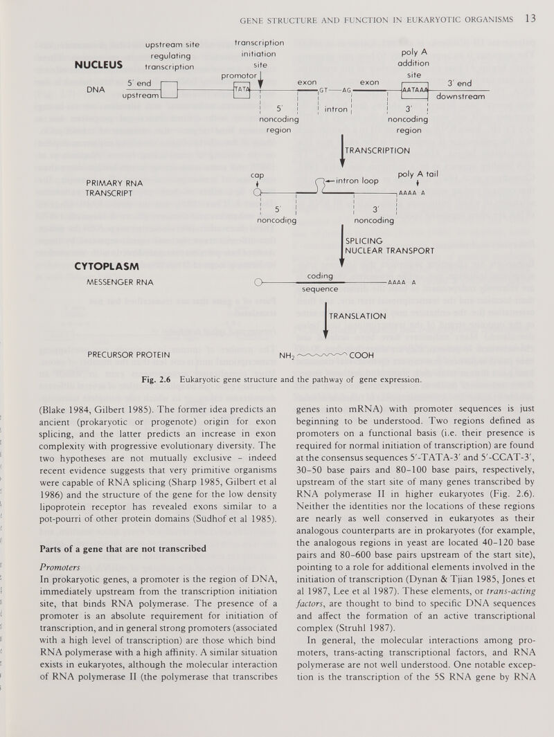 NUCLEUS DNA PRIMARY RNA TRANSCRIPT CYTOPLASM MESSENGER RNA cap ♦ a- si ■— intron loop noncodipg poly A tail ♦ AAAA A noncoding SPLICING NUCLEAR TRANSPORT O coding sequence TRANSLATION PRECURSOR PROTEIN NH 2 —^^^COOH Fig. 2.6 Eukaryotic gene structure and the pathway of gene expression. (Blake 1984, Gilbert 1985). The former idea predicts an ancient (prokaryotic or progenote) origin for exon splicing, and the latter predicts an increase in exon complexity with progressive evolutionary diversity. The two hypotheses are not mutually exclusive - indeed recent evidence suggests that very primitive organisms were capable of RNA splicing (Sharp 1985, Gilbert et al 1986) and the structure of the gene for the low density lipoprotein receptor has revealed exons similar to a pot-pourri of other protein domains (Siidhof et al 1985). Parts of a gene that are not transcribed Promoters In prokaryotic genes, a promoter is the region of DNA, immediately upstream from the transcription initiation site, that binds RNA polymerase. The presence of a promoter is an absolute requirement for initiation of transcription, and in general strong promoters (associated with a high level of transcription) are those which bind RNA polymerase with a high affinity. A similar situation exists in eukaryotes, although the molecular interaction of RNA polymerase II (the polymerase that transcribes genes into mRNA) with promoter sequences is just beginning to be understood. Two regions defined as promoters on a functional basis (i.e. their presence is required for normal initiation of transcription) are found at the consensus sequences 5'-TATA-3' and 5'-CCAT-3', 30-50 base pairs and 80-100 base pairs, respectively, upstream of the start site of many genes transcribed by RNA polymerase II in higher eukaryotes (Fig. 2.6). Neither the identities nor the locations of these regions are nearly as well conserved in eukaryotes as their analogous counterparts are in prokaryotes (for example, the analogous regions in yeast are located 40-120 base pairs and 80-600 base pairs upstream of the start site), pointing to a role for additional elements involved in the initiation of transcription (Dynan & Tjian 1985, Jones et al 1987, Lee et al 1987). These elements, or trans-acting factors , are thought to bind to specific DNA sequences and affect the formation of an active transcriptional complex (Struhl 1987). In general, the molecular interactions among pro moters, trans-acting transcriptional factors, and RNA polymerase are not well understood. One notable excep tion is the transcription of the 5S RNA gene by RNA