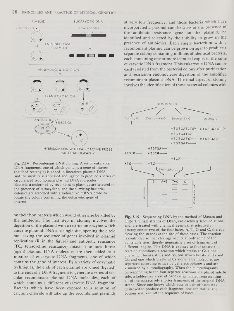 PLASMID EUKARYOTIC DNA \ I ANNEALING & LIGATION HYBRIDIZATION WITH RADIOACTIVE PROBE AUTORADIOGRAPHY Fig. 2.14 Recombinant DNA cloning. A set of eukaryotic DNA fragments, one of which contains a gene of interest (hatched rectangle) is added to linearized plasmid DNA, and the mixture is annealed and ligated to produce a series of circularized recombinant plasmid DNA molecules. Bacteria transformed by recombinant plasmids are selected in the presence of tetracycline, and the surviving bacterial colonies are screened with a radioactive mRNA probe to locate the colony containing the eukaryotic gene of interest. at very low frequency, and those bacteria which have incorporated a plasmid can, because of the presence of the antibiotic resistance gene on the plasmid, be identified and selected by their ability to grow in the presence of antibiotics. Each single bacterium with a recombinant plasmid can be grown on agar to produce a separate colony containing millions of identical bacteria, each containing one or more identical copies of the same eukaryotic DNA fragment. This eukaryotic DNA can be easily isolated from the bacterial colony after purification and restriction endonuclease digestion of the amplified recombinant plasmid DNA. The final aspect of cloning involves the identification of those bacterial colonies with •tfTGTGATCTC Destroy G Destroy A + G Destroy T+C Destroy C *TGTGATCT0- *TGTGATCT0- *tgtgatcT— *TGTGAT0- * T GTG AT 0 *T GT GAT *TGTGX— *TGT0 *TGT# *TG/ *T£ *T0 on their host bacteria which would otherwise be killed by the antibiotic. The first step in cloning involves the digestion of the plasmid with a restriction enzyme which cuts the plasmid DNA at a single site, opening the circle but leaving the sequence of genes involved in plasmid replication (R in the figure) and antibiotic resistance (TC, tetracycline resistance) intact. The now linear (open) plasmid DNA molecules are then added to a mixture of eukaryotic DNA fragments, one of which contains the gene of interest. By a variety of enzymatic techniques, the ends of each plasmid are joined (ligated) to the ends of a DNA fragment to generate a series of cir cular recombinant plasmid DNA molecules, each of which contains a different eukaryotic DNA fragment. Bacteria which have been exposed to a solution of calcium chloride will take up the recombinant plasmids Fig. 2.15 Sequencing DNA by the method of Maxam and Gilbert. Single strands of DNA, radioactively labelled at one end, are treated with chemical agents that selectively destroy one or two of the four bases, A, T, G and C, thereby cleaving the strands at the site of those bases. The reaction is controlled so that cleavage occurs at only some of the vulnerable sites, thereby generating a set of fragments of different lengths. The DNA is exposed to four separate reaction conditions: a reaction which breaks at Gs alone, one which breaks at Gs and As, one which breaks at Ts and Cs, and one which breaks at Cs alone. The molecules are separated according to size by gel electrophoresis and are visualized by autoradiography. When the autoradiograms corresponding to the four separate reactions are placed side by side, a ladder-like array of bands is generated, representing all of the successively shorter fragments of the original DNA strand. Since one knows which base or pair of bases was destroyed to produce each fragment, one can start at the bottom and read off the sequence of bases.