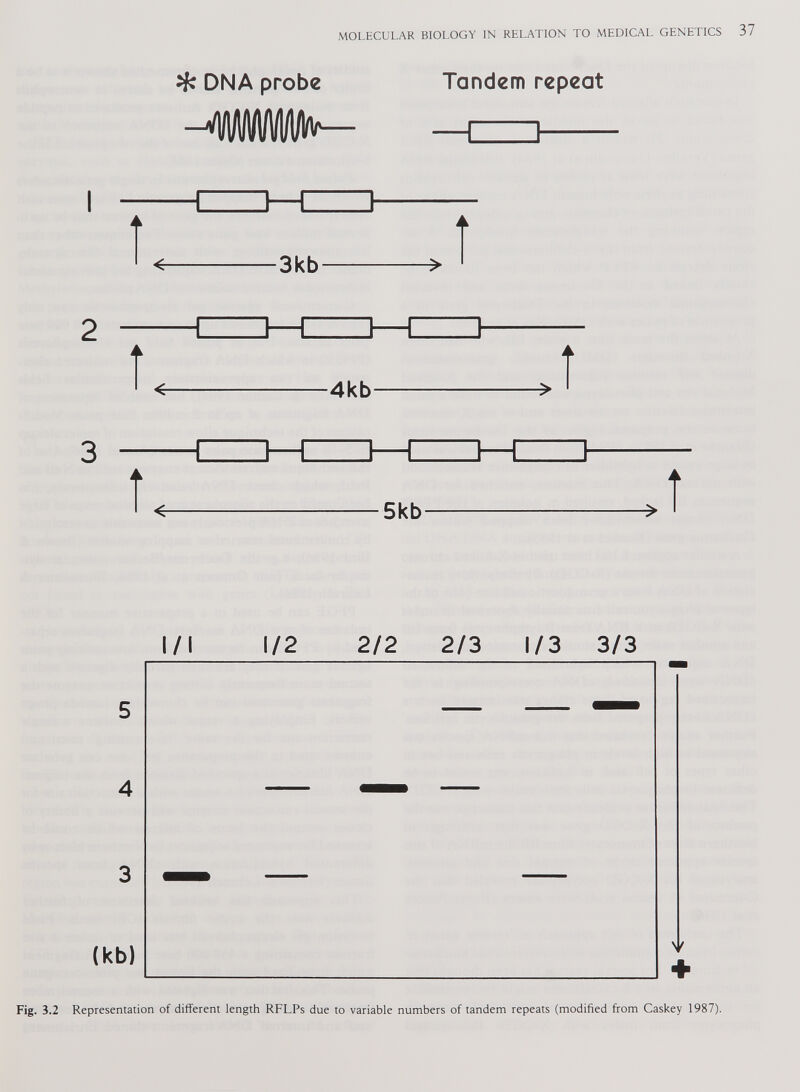 îfc DNA probe Tandem repeat 'WiWWIH/to'— — i i — 1 2 3 1—1= -3kb » Î 4kb » î 1—1 1 -4 -5kb » Î l/l 1/2 2/2 2/3 1/3 3/3 Fig. 3.2 Representation of different length RFLPs due to variable numbers of tandem repeats (modified from Caskey 1987).