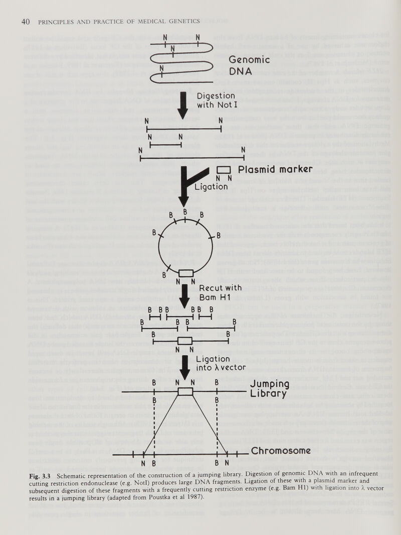 N N ' 1 1 3 c—^ Genomic N ^ DNA J Digestion 1 with Not I N i N 1 y □ Plasmid marker N N Ligation N N Jumping Library Chromosome Fig 3.3 Schematic representation of the construction of a jumping library. Digestion of genomic DNA with an infrequent cutting restriction endonuclease (e.g. Notl) produces large DNA fragments. Ligation of these with a plasmid marker and subsequent digestion of these fragments with a frequently cutting restriction enzyme (e.g. Bam HI) with ligation into A vector results in a jumping library (adapted from Poustka et al 1987).