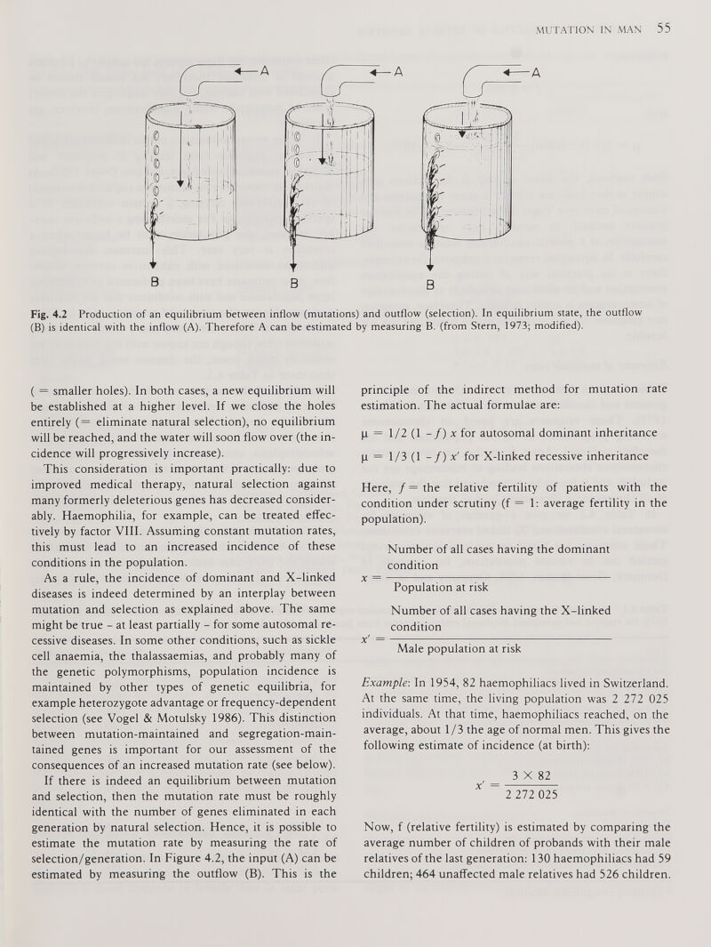Fig. 4.2 Production of an equilibrium between inflow (mutations) and outflow (selection). In equilibrium state, the outflow (B) is identical with the inflow (A). Therefore A can be estimated by measuring B. (from Stern, 1973; modified). ( = smaller holes). In both cases, a new equilibrium will be established at a higher level. If we close the holes entirely (= eliminate natural selection), no equilibrium will be reached, and the water will soon flow over (the in cidence will progressively increase). This consideration is important practically: due to improved medical therapy, natural selection against many formerly deleterious genes has decreased consider ably. Haemophilia, for example, can be treated effec tively by factor VIII. Assuming constant mutation rates, this must lead to an increased incidence of these conditions in the population. As a rule, the incidence of dominant and X-linked diseases is indeed determined by an interplay between mutation and selection as explained above. The same might be true - at least partially - for some autosomal re cessive diseases. In some other conditions, such as sickle cell anaemia, the thalassaemias, and probably many of the genetic polymorphisms, population incidence is maintained by other types of genetic equilibria, for example heterozygote advantage or frequency-dependent selection (see Vogel & Motulsky 1986). This distinction between mutation-maintained and segregation-main tained genes is important for our assessment of the consequences of an increased mutation rate (see below). If there is indeed an equilibrium between mutation and selection, then the mutation rate must be roughly identical with the number of genes eliminated in each generation by natural selection. Hence, it is possible to estimate the mutation rate by measuring the rate of selection/generation. In Figure 4.2, the input (A) can be estimated by measuring the outflow (B). This is the principle of the indirect method for mutation rate estimation. The actual formulae are: p = 1/2 (1 -/) x for autosomal dominant inheritance p = 1/3 (1 -/) x' for X-linked recessive inheritance Here, /=the relative fertility of patients with the condition under scrutiny (f = 1: average fertility in the population). Number of all cases having the dominant condition x = Population at risk Number of all cases having the X-linked condition x' = Male population at risk Example: In 1954, 82 haemophiliacs lived in Switzerland. At the same time, the living population was 2 272 025 individuals. At that time, haemophiliacs reached, on the average, about 1/3 the age of normal men. This gives the following estimate of incidence (at birth): 3 X 82 ~~ 2 272 025 Now, f (relative fertility) is estimated by comparing the average number of children of probands with their male relatives of the last generation: 130 haemophiliacs had 59 children; 464 unaffected male relatives had 526 children.