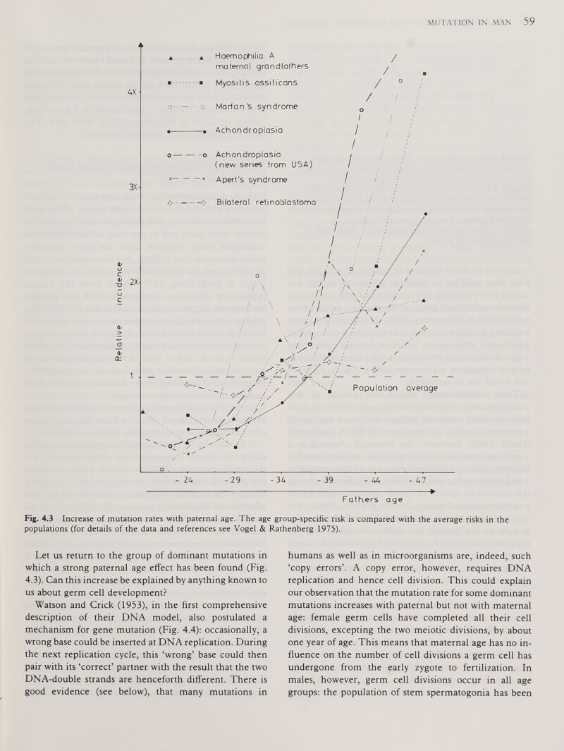 Fig. 4.3 Increase of mutation rates with paternal age. The age group-specific risk is compared with the average risks in the populations (for details of the data and references see Vogel & Rathenberg 1975). Let us return to the group of dominant mutations in which a strong paternal age effect has been found (Fig. 4.3). Can this increase be explained by anything known to us about germ cell development? Watson and Crick (1953), in the first comprehensive description of their DNA model, also postulated a mechanism for gene mutation (Fig. 4.4): occasionally, a wrong base could be inserted at DNA replication. During the next replication cycle, this ‘wrong’ base could then pair with its ‘correct’ partner with the result that the two DNA-double strands are henceforth different. There is good evidence (see below), that many mutations in humans as well as in microorganisms are, indeed, such ‘copy errors’. A copy error, however, requires DNA replication and hence cell division. This could explain our observation that the mutation rate for some dominant mutations increases with paternal but not with maternal age: female germ cells have completed all their cell divisions, excepting the two meiotic divisions, by about one year of age. This means that maternal age has no in fluence on the number of cell divisions a germ cell has undergone from the early zygote to fertilization. In males, however, germ cell divisions occur in all age groups: the population of stem spermatogonia has been