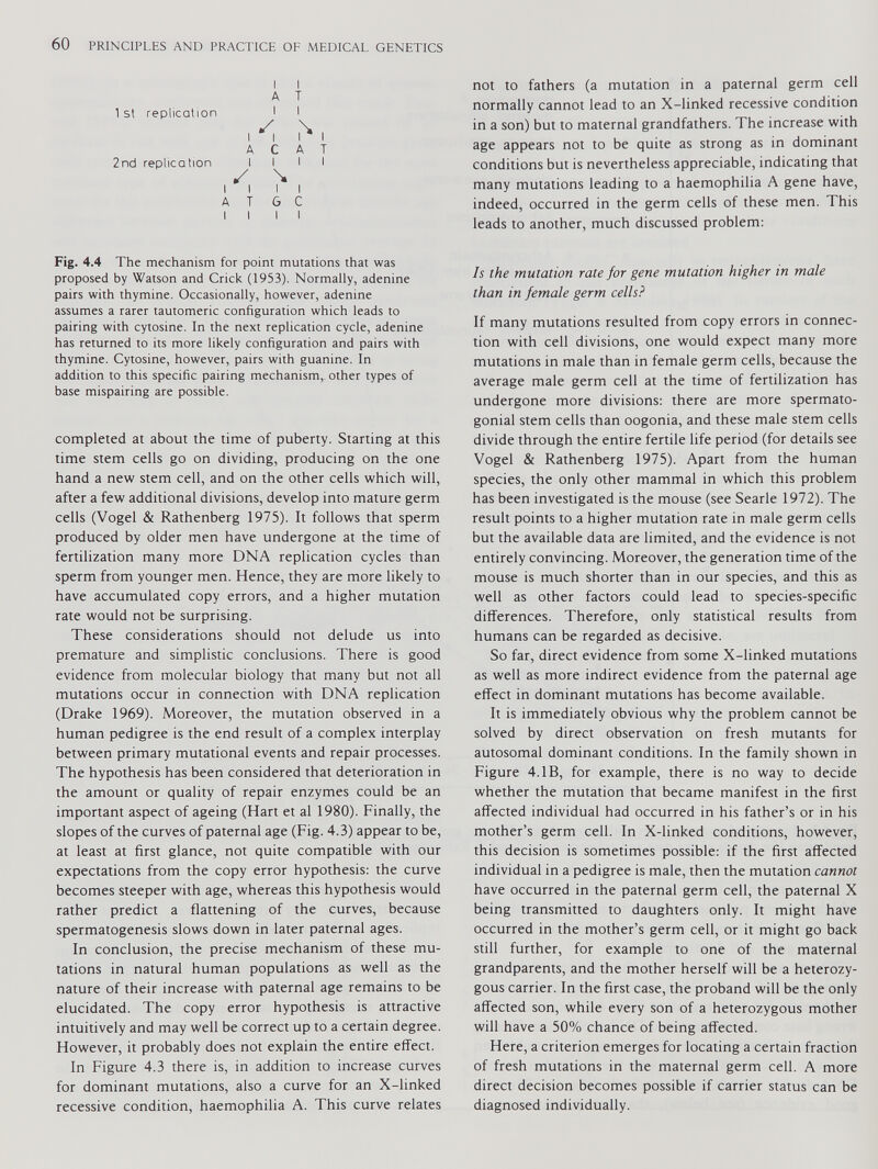 I I A T 1 st replication I I ,< >1 A C A T 2nd replication I I I I / \ I I I l A T G C till Fig. 4.4 The mechanism for point mutations that was proposed by Watson and Crick (1953). Normally, adenine pairs with thymine. Occasionally, however, adenine assumes a rarer tautomeric configuration which leads to pairing with cytosine. In the next replication cycle, adenine has returned to its more likely configuration and pairs with thymine. Cytosine, however, pairs with guanine. In addition to this specific pairing mechanism, other types of base mispairing are possible. completed at about the time of puberty. Starting at this time stem cells go on dividing, producing on the one hand a new stem cell, and on the other cells which will, after a few additional divisions, develop into mature germ cells (Vogel & Rathenberg 1975). It follows that sperm produced by older men have undergone at the time of fertilization many more DNA replication cycles than sperm from younger men. Hence, they are more likely to have accumulated copy errors, and a higher mutation rate would not be surprising. These considerations should not delude us into premature and simplistic conclusions. There is good evidence from molecular biology that many but not all mutations occur in connection with DNA replication (Drake 1969). Moreover, the mutation observed in a human pedigree is the end result of a complex interplay between primary mutational events and repair processes. The hypothesis has been considered that deterioration in the amount or quality of repair enzymes could be an important aspect of ageing (Hart et al 1980). Finally, the slopes of the curves of paternal age (Fig. 4.3) appear to be, at least at first glance, not quite compatible with our expectations from the copy error hypothesis: the curve becomes steeper with age, whereas this hypothesis would rather predict a flattening of the curves, because spermatogenesis slows down in later paternal ages. In conclusion, the precise mechanism of these mu tations in natural human populations as well as the nature of their increase with paternal age remains to be elucidated. The copy error hypothesis is attractive intuitively and may well be correct up to a certain degree. However, it probably does not explain the entire effect. In Figure 4.3 there is, in addition to increase curves for dominant mutations, also a curve for an X-linked recessive condition, haemophilia A. This curve relates not to fathers (a mutation in a paternal germ cell normally cannot lead to an X-linked recessive condition in a son) but to maternal grandfathers. The increase with age appears not to be quite as strong as in dominant conditions but is nevertheless appreciable, indicating that many mutations leading to a haemophilia A gene have, indeed, occurred in the germ cells of these men. This leads to another, much discussed problem: Is the mutation rate for gene mutation higher in male than in female germ cells? If many mutations resulted from copy errors in connec tion with cell divisions, one would expect many more mutations in male than in female germ cells, because the average male germ cell at the time of fertilization has undergone more divisions: there are more spermato- gonial stem cells than oogonia, and these male stem cells divide through the entire fertile life period (for details see Vogel & Rathenberg 1975). Apart from the human species, the only other mammal in which this problem has been investigated is the mouse (see Searle 1972). The result points to a higher mutation rate in male germ cells but the available data are limited, and the evidence is not entirely convincing. Moreover, the generation time of the mouse is much shorter than in our species, and this as well as other factors could lead to species-specific differences. Therefore, only statistical results from humans can be regarded as decisive. So far, direct evidence from some X-linked mutations as well as more indirect evidence from the paternal age effect in dominant mutations has become available. It is immediately obvious why the problem cannot be solved by direct observation on fresh mutants for autosomal dominant conditions. In the family shown in Figure 4.IB, for example, there is no way to decide whether the mutation that became manifest in the first affected individual had occurred in his father’s or in his mother’s germ cell. In X-linked conditions, however, this decision is sometimes possible: if the first affected individual in a pedigree is male, then the mutation cannot have occurred in the paternal germ cell, the paternal X being transmitted to daughters only. It might have occurred in the mother’s germ cell, or it might go back still further, for example to one of the maternal grandparents, and the mother herself will be a heterozy gous carrier. In the first case, the proband will be the only affected son, while every son of a heterozygous mother will have a 50% chance of being affected. Here, a criterion emerges for locating a certain fraction of fresh mutations in the maternal germ cell. A more direct decision becomes possible if carrier status can be diagnosed individually.