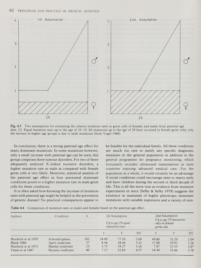 Fig. 4.5 Two assumptions for estimating the relative mutation rates in germ cells of females and males from parental age data. (1) Equal mutation rates up to the age of 29. (2) All mutations up to the age of 29 have occurred in female germ cells; only the increase in higher age groups is due to male mutations (from Vogel 1980). In conclusion, there is a strong paternal age effect for many dominant mutations. In some mutations however, only a small increase with paternal age can be seen; this group comprises three tumour disorders. For two of three adequately analyzed X-linked recessive disorders, a higher mutation rate in male as compared with female germ cells is very likely. Moreover, statistical analysis of the paternal age effect in four autosomal dominant conditions points to a higher mutation rate in male germ cells for these conditions. It is often asked how knowing the increase of mutation rates with paternal age might be helpful in the prevention of genetic disease? No practical consequences appear to be feasible for the individual family. All these conditions are much too rare to justify any specific diagnostic measures in the general population in addition to the general programme for pregnancy monitoring, which fortunately includes ultrasound examinations in most countries enjoying advanced medical care. For the population as a whole, it would certainly be an advantage if social conditions could encourage men to marry early and have children during the second or third decade of life. This is all the more true as evidence from mutation experiments in mice (Selby & Selby 1978) suggests the existence in mammals of highly pleiotropic dominant mutations with variable expression and a variety of non- Table 4.4 Comparison of mutation rates in males and females based on the paternal age effect Authors Condition n 1st Assumption Up to age 29 equal mutation rates 2nd Assumption Up to age 29 mutations only in female germ cells 2 5 5/2 2 5 5/2 Murdoch et al 1970 Achondroplasia 102 24.90 77.10 3.09 49.80 52.20 1.04 Blank 1960 Apert syndrome 37 8.56 28.44 3.32 17.08 19.92 1.16 Murdoch et al 1972 Marfan syndrome 23 3.73 19.27 5.16 7.47 15.53 2.07 Tünte et al 1967 Myositis ossificans 40 7.17 32.83 4.57 14.34 25.66 1.78