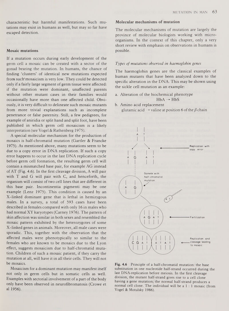 characteristic but harmful manifestations. Such mu tations may exist in humans as well, but may so far have escaped detection. Mosaic mutations If a mutation occurs during early development of the germ cell a mosaic can be created with a sector of the gonad bearing the mutation. In humans, the chance of finding ‘clusters’ of identical new mutations expected from such'mosaicism is very low. They could be detected only if a fairly large segment of germ tissue were affected: if the mutation were dominant, unaffected parents without other mutant cases in their families would occasionally have more than one affected child. Obvi ously, it is very difficult to delineate such mosaic mutants from more trivial explanations such as incomplete penetrance or false paternity. Still, a few pedigrees, for example of aniridia or split hand and split foot, have been published in which germ cell mosaicism is a likely interpretation (see Vogel & Rathenberg 1975). A special molecular mechanism for the production of mosaics is half-chromatid mutation (Gartler & Francke 1975). As mentioned above, many mutations seem to be due to a copy error in DNA replication. If such a copy error happens to occur in the last DNA replication cycle before germ cell formation, the resulting germ cell will contain a mismatched base pair, for example AG instead of AT (Fig. 4.6). In the first cleavage division, A will pair with T and G will pair with C, and henceforth, the organism will consist of two cell lines that are different in this base pair. Incontinentia pigmenti may be one example (Lenz 1975). This condition is caused by an X-linked dominant gene that is lethal in hemizygous males. In a survey, a total of 593 cases have been described in females compared with only 16 in males who had normal XY karyotypes (Carney 1976). The pattern of skin affection was similar in both sexes and resembled the mosaic pattern exhibited by the heterozygotes of some X-linked genes in animals. Moreover, all male cases were sporadic. This, together with the observation that the affected males were phenotypically so similar to the females who are known to be mosaics due to the Lyon effect, suggests mosaicism due to half-chromatid muta tion. Children of such a mosaic patient, if they carry the mutation at all, will have it in all their cells. They will not be mosaics. Mosaicism for a dominant mutation may manifest itself not only in germ cells but in somatic cells as well. Examples with sectorial involvement of a part of the body only have been observed in neurofibromatosis (Crowe et al 1956). Molecular mechanisms of mutation The molecular mechanisms of mutation are largely the province of molecular biologists working with micro organisms. In the context of this chapter, only a very short review with emphasis on observations in humans is possible. Types of mutations observed in haemoglobin genes The haemoglobin genes are the classical examples of human mutants that have been analyzed down to the specific alteration in the DNA. This may be shown using the sickle cell mutation as an example: a. Alteration of the biochemical phenotype HbA — HbS b. Amino acid replacement glutamic acid —* valine at position 6 of the /? chain Replication with copy error Fertilization Replication and cleavage leading to mosaic Fig. 4.6 Principle of a half-chromatid mutation: the base substitution in one nucleotide half-strand occurred during the last DNA-replication before meiosis. In the first cleavage division, the mutant half-strand gives rise to a cell clone having a gene mutation; the normal half-strand produces a normal cell clone. The individual will be a 1 : 1 mosaic (from Vogel & Motulsky 1986).