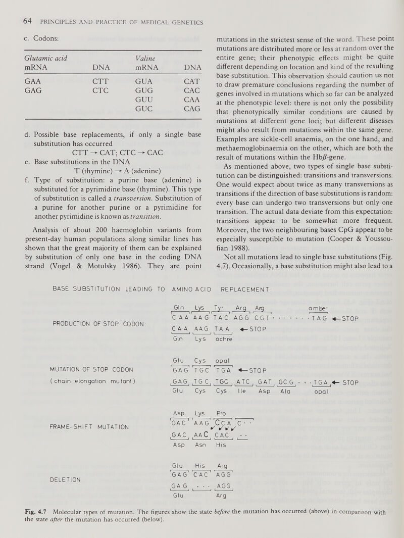 c. Codons: Glutamic acid mRNA DNA Valine mRNA DNA GAA CTT GUA CAT GAG CTC GUG CAC GUU CAA GUC CAG d. Possible base replacements, if only a single base substitution has occurred CTT — CAT; CTC — CAC e. Base substitutions in the DNA T (thymine) —*■ A (adenine) f. Type of substitution: a purine base (adenine) is substituted for a pyrimidine base (thymine). This type of substitution is called a transversion. Substitution of a purine for another purine or a pyrimidine for another pyrimidine is known as transition. Analysis of about 200 haemoglobin variants from present-day human populations along similar lines has shown that the great majority of them can be explained by substitution of only one base in the coding DNA strand (Vogel & Motulsky 1986). They are point mutations in the strictest sense of the word. These point mutations are distributed more or less at random over the entire gene; their phenotypic effects might be quite different depending on location and kind of the resulting base substitution. This observation should caution us not to draw premature conclusions regarding the number of genes involved in mutations which so far can be analyzed at the phenotypic level: there is not only the possibility that phenotypically similar conditions are caused by mutations at different gene loci; but different diseases might also result from mutations within the same gene. Examples are sickle-cell anaemia, on the one hand, and methaemoglobinaemia on the other, which are both the result of mutations within the Hb/?-gene. As mentioned above, two types of single base substi tution can be distinguished: transitions and transversions. One would expect about twice as many transversions as transitions if the direction of base substitutions is random: every base can undergo two transversions but only one transition. The actual data deviate from this expectation: transitions appear to be somewhat more frequent. Moreover, the two neighbouring bases CpG appear to be especially susceptible to mutation (Cooper & Youssou- fian 1988). Not all mutations lead to single base substitutions (Fig. 4.7). Occasionally, a base substitution might also lead to a BASE SUBSTITUTION LEADING TO AMINO ACID REPLACEMENT PRODUCTION OF STOP CODON MUTATION OF STOP CODON (chain elongation mutant) FRAME-SHIFT MUTATION DELETION Gin Lys Tyr Arq Arq C A a A A g' T A C AG g' CGT' CAA A A G TA A «-STOP Gin Lys ochre Glu Cys opal 'gag' 'tgc ' T G A ' <—STOP ,GAG, JG C , JGC ,, A TC , GAT Glu Cys Cys Ile Asp Asp Lys Pro 'gac 1 'aag Ce ac • •’ •s * s ,G AC , ,AaC CAC J 1 1 1 Asp Asn His Glu His Arg 'GAG' C AC agg' GAG • • • ..AGG, Glu Arg amber ■TAG «-STOP GC G, • • • TGA , «- STOP Ala opal Fig. 4.7 Molecular types of mutation. The figures show the state before the mutation has occurred (above) in comparison with the state after the mutation has occurred (below).