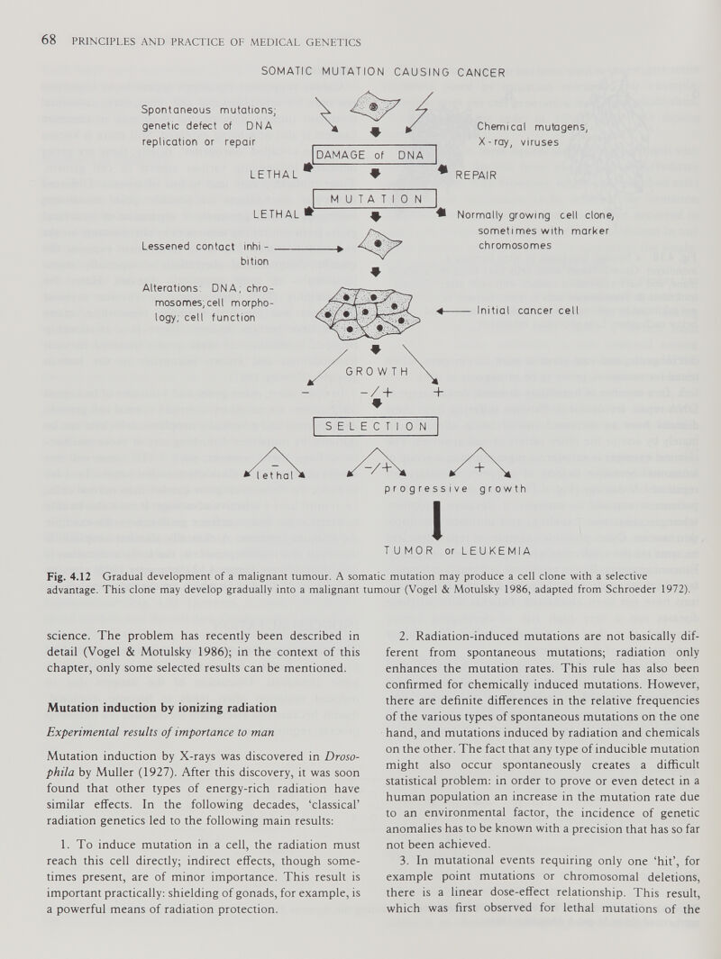 Spontaneous mutations; genetic defect of DNA replication or repair LETHAL LETHAL DAMAGE of DNA ♦ MUTAT 0 N Lessened contact inhi bition ♦ ♦ Chemical mutagens, X-ray, viruses REPAIR Normally growing cell clone, sometimes with marker chromosomes Alterations: DNA, chro mosomes, cell morpho logy, cell function progressive growth I TUMOR or LEUKEMIA Fig. 4.12 Gradual development of a malignant tumour. A somatic mutation may produce a cell clone with a selective advantage. This clone may develop gradually into a malignant tumour (Vogel & Motulsky 1986, adapted from Schroeder 1972). science. The problem has recently been described in detail (Vogel & Motulsky 1986); in the context of this chapter, only some selected results can be mentioned. Mutation induction by ionizing radiation Experimental results of importance to man Mutation induction by X-rays was discovered in Droso phila by Muller (1927). After this discovery, it was soon found that other types of energy-rich radiation have similar effects. In the following decades, ‘classical’ radiation genetics led to the following main results: 1. To induce mutation in a cell, the radiation must reach this cell directly; indirect effects, though some times present, are of minor importance. This result is important practically: shielding of gonads, for example, is a powerful means of radiation protection. 2. Radiation-induced mutations are not basically dif ferent from spontaneous mutations; radiation only enhances the mutation rates. This rule has also been confirmed for chemically induced mutations. However, there are definite differences in the relative frequencies of the various types of spontaneous mutations on the one hand, and mutations induced by radiation and chemicals on the other. The fact that any type of inducible mutation might also occur spontaneously creates a difficult statistical problem: in order to prove or even detect in a human population an increase in the mutation rate due to an environmental factor, the incidence of genetic anomalies has to be known with a precision that has so far not been achieved. 3. In mutational events requiring only one ‘hit’, for example point mutations or chromosomal deletions, there is a linear dose-effect relationship. This result, which was first observed for lethal mutations of the