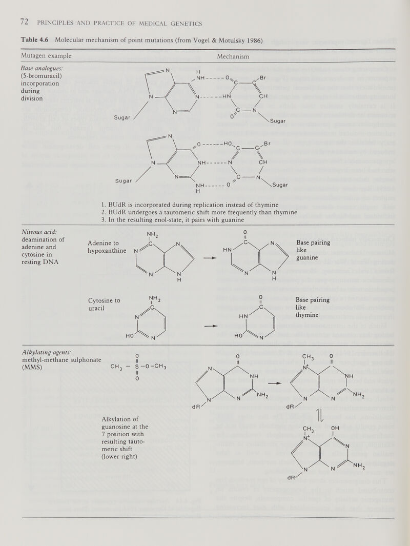 Table 4.6 Molecular mechanism of point mutations (from Vogel & Motulsky 1986) Mutagen example Mechanism Base analogues: (5-bromuracil) incorporation during division Sugar Sugar 1. BUdR is incorporated during replication instead of thymine 2. BUdR undergoes a tautomeric shift more frequently than thymine 3. In the resulting enol-state, it pairs with guanine Nitrous acid: deamination of adenine and cytosine in resting DNA Adenine to hypoxanthine HN' 0 II ,Cn ■ N N H Cytosine to uracil Alkylating agents: methyl-methane sulphonate u (MMS) CH 3 - S-O-CHj II 0 Alkylation of guanosine at the 7 position with resulting tauto meric shift (lower right) Base pairing like guanine Base pairing like thymine