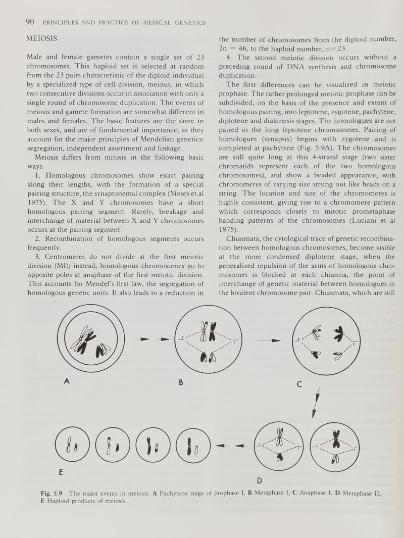 MEIOSIS Male and female gametes contain a single set of 23 chromosomes. This haploid set is selected at random from the 23 pairs characteristic of the diploid individual by a specialized type of cell division, meiosis, in which two consecutive divisions occur in association with only a single round of chromosome duplication. The events of meiosis and gamete formation are somewhat different in males and females. The basic features are the same in both sexes, and are of fundamental importance, as they account for the major principles of Mendelian genetics: segregation, independent assortment and linkage. Meiosis differs from mitosis in the following basic ways: 1. Homologous chromosomes show exact pairing along their lengths, with the formation of a special pairing structure, the synaptonemal complex (Moses et al 1975). The X and Y chromosomes have a short homologous pairing segment. Rarely, breakage and interchange of material between X and Y chromosomes occurs at the pairing segment. 2. Recombination of homologous segments occurs frequently. 3. Centromeres do not divide at the first meiotic division (MI); instead, homologous chromosomes go to opposite poles at anaphase of the first meiotic division. This accounts for Mendel’s first law, the segregation of homologous genetic units. It also leads to a reduction in the number of chromosomes from the diploid number, 2n = 46, to the haploid number, n = 23. 4. The second meiotic division occurs without a preceding round of DNA synthesis and chromosome duplication. The first differences can be visualized in meiotic prophase. The rather prolonged meiotic prophase can be subdivided, on the basis of the presence and extent of homologous pairing, into leptotene, zygotene, pachytene, diplotene and diakinesis stages. The homologues are not paired in the long leptotene chromosomes. Pairing of homologues (synapsis) begins with zygotene and is completed at pachytene (Fig. 5.9A). The chromosomes are still quite long at this 4-strand stage (two sister chromatids represent each of the two homologous chromosomes), and show a beaded appearance, with chromomeres of varying size strung out like beads on a string. The location and size of the chromomeres is highly consistent, giving rise to a chromomere pattern which corresponds closely to mitotic prometaphase banding patterns of the chromosomes (Luciani et al 1975). Chiasmata, the cytological trace of genetic recombina tion between homologous chromosomes, become visible at the more condensed diplotene stage, when the generalized repulsion of the arms of homologous chro mosomes is blocked at each chiasma, the point of interchange of genetic material between homologues in the bivalent chromosome pair. Chiasmata, which are still Fig. S.9 The major events in meiosis. A Pachytene stage of prophase I, B Metaphase 1, C Anaphase I, D Metaphase II, E Haploid products of meiosis.