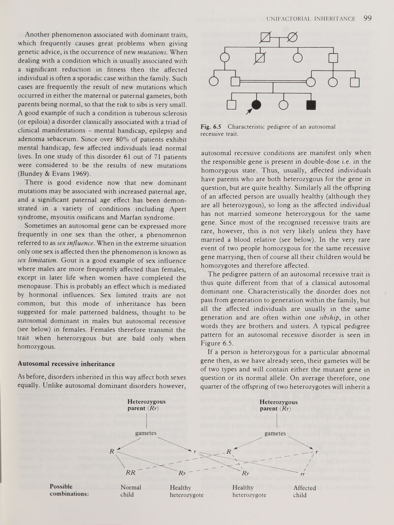 Another phenomenon associated with dominant traits, which frequently causes great problems when giving genetic advice, is the occurrence of new mutations. When dealing with a condition which is usually associated with a significant reduction in fitness then the affected individual is often a sporadic case within the family. Such cases are frequently the result of new mutations which occurred in either the maternal or paternal gametes, both parents being normal, so that the risk to sibs is very small. A good example of such a condition is tuberous sclerosis (or epiloia) a disorder classically associated with a triad of clinical manifestations - mental handicap, epilepsy and adenoma sebaceum. Since over 80% of patients exhibit mental handicap, few affected individuals lead normal lives. In one study of this disorder 61 out of 71 patients were considered to be the results of new mutations (Bundey & Evans 1969). There is good evidence now that new dominant mutations may be associated with increased paternal age, and a significant paternal age effect has been demon strated in a variety of conditions including Apert syndrome, myositis ossificans and Marfan syndrome. Sometimes an autosomal gene can be expressed more frequently in one sex than the other, a phenomenon referred to as sex influence. When in the extreme situation only one sex is affected then the phenomenon is known as sex limitation. Gout is a good example of sex influence where males are more frequently affected than females, except in later life when women have completed the menopause. This is probably an effect which is mediated by hormonal influences. Sex limited traits are not common, but this mode of inheritance has been suggested for male patterned baldness, thought to be autosomal dominant in males but autosomal recessive (see below) in females. Females therefore transmit the trait when heterozygous but are bald only when homozygous. Autosomal recessive inheritance As before, disorders inherited in this way affect both sexes equally. Unlike autosomal dominant disorders however, Heterozygous parent (Rr) Fig. 6.S Characteristic pedigree of an autosomal recessive trait. autosomal recessive conditions are manifest only when the responsible gene is present in double-dose i.e. in the homozygous state. Thus, usually, affected individuals have parents who are both heterozygous for the gene in question, but are quite healthy. Similarly all the offspring of an affected person are usually healthy (although they are all heterozygous), so long as the affected individual has not married someone heterozygous for the same gene. Since most of the recognised recessive traits are rare, however, this is not very likely unless they have married a blood relative (see below). In the very rare event of two people homozygous for the same recessive gene marrying, then of course all their children would be homozygotes and therefore affected. The pedigree pattern of an autosomal recessive trait is thus quite different from that of a classical autosomal dominant one. Characteristically the disorder does not pass from generation to generation within the family, but all the affected individuals are usually in the same generation and are often within one sibship, in other words they are brothers and sisters. A typical pedigree pattern for an autosomal recessive disorder is seen in Figure 6.5. If a person is heterozygous for a particular abnormal gene then, as we have already seen, their gametes will be of two types and will contain either the mutant gene in question or its normal allele. On average therefore, one quarter of the offspring of two heterozygotes will inherit a Heterozygous parent (Rr) Possible combinations: Normal child Healthy heterozygote Healthy heterozygote Affected child