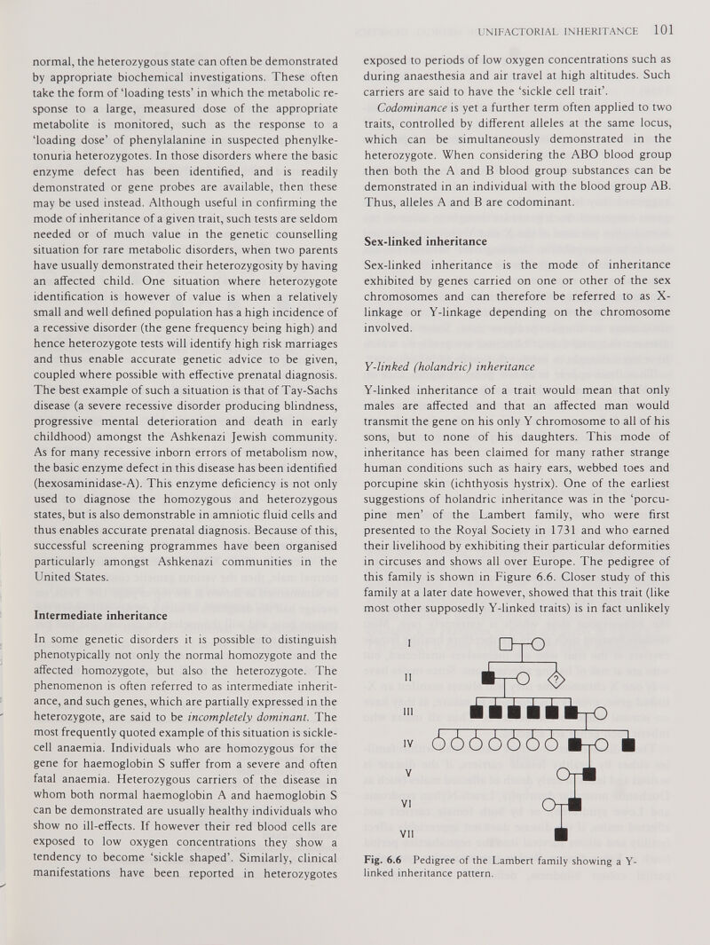 normal, the heterozygous state can often be demonstrated by appropriate biochemical investigations. These often take the form of ‘loading tests’ in which the metabolic re sponse to a large, measured dose of the appropriate metabolite is monitored, such as the response to a ‘loading dose’ of phenylalanine in suspected phenylke tonuria heterozygotes. In those disorders where the basic enzyme defect has been identified, and is readily demonstrated or gene probes are available, then these may be used instead. Although useful in confirming the mode of inheritance of a given trait, such tests are seldom needed or of much value in the genetic counselling situation for rare metabolic disorders, when two parents have usually demonstrated their heterozygosity by having an affected child. One situation where heterozygote identification is however of value is when a relatively small and well defined population has a high incidence of a recessive disorder (the gene frequency being high) and hence heterozygote tests will identify high risk marriages and thus enable accurate genetic advice to be given, coupled where possible with effective prenatal diagnosis. The best example of such a situation is that of Tay-Sachs disease (a severe recessive disorder producing blindness, progressive mental deterioration and death in early childhood) amongst the Ashkenazi Jewish community. As for many recessive inborn errors of metabolism now, the basic enzyme defect in this disease has been identified (hexosaminidase-A). This enzyme deficiency is not only used to diagnose the homozygous and heterozygous states, but is also demonstrable in amniotic fluid cells and thus enables accurate prenatal diagnosis. Because of this, successful screening programmes have been organised particularly amongst Ashkenazi communities in the United States. Intermediate inheritance In some genetic disorders it is possible to distinguish phenotypically not only the normal homozygote and the affected homozygote, but also the heterozygote. The phenomenon is often referred to as intermediate inherit ance, and such genes, which are partially expressed in the heterozygote, are said to be incompletely dominant. The most frequently quoted example of this situation is sickle cell anaemia. Individuals who are homozygous for the gene for haemoglobin S suffer from a severe and often fatal anaemia. Heterozygous carriers of the disease in whom both normal haemoglobin A and haemoglobin S can be demonstrated are usually healthy individuals who show no ill-effects. If however their red blood cells are exposed to low oxygen concentrations they show a tendency to become ‘sickle shaped’. Similarly, clinical manifestations have been reported in heterozygotes exposed to periods of low oxygen concentrations such as during anaesthesia and air travel at high altitudes. Such carriers are said to have the ‘sickle cell trait’. Codominance is yet a further term often applied to two traits, controlled by different alleles at the same locus, which can be simultaneously demonstrated in the heterozygote. When considering the ABO blood group then both the A and B blood group substances can be demonstrated in an individual with the blood group AB. Thus, alleles A and B are codominant. Sex-linked inheritance Sex-linked inheritance is the mode of inheritance exhibited by genes carried on one or other of the sex chromosomes and can therefore be referred to as X- linkage or Y-linkage depending on the chromosome involved. Y-linked (holandric) inheritance Y-linked inheritance of a trait would mean that only males are affected and that an affected man would transmit the gene on his only Y chromosome to all of his sons, but to none of his daughters. This mode of inheritance has been claimed for many rather strange human conditions such as hairy ears, webbed toes and porcupine skin (ichthyosis hystrix). One of the earliest suggestions of holandric inheritance was in the ‘porcu pine men’ of the Lambert family, who were first presented to the Royal Society in 1731 and who earned their livelihood by exhibiting their particular deformities in circuses and shows all over Europe. The pedigree of this family is shown in Figure 6.6. Closer study of this family at a later date however, showed that this trait (like most other supposedly Y-linked traits) is in fact unlikely Fig. 6.6 Pedigree of the Lambert family showing a Y- linked inheritance pattern.