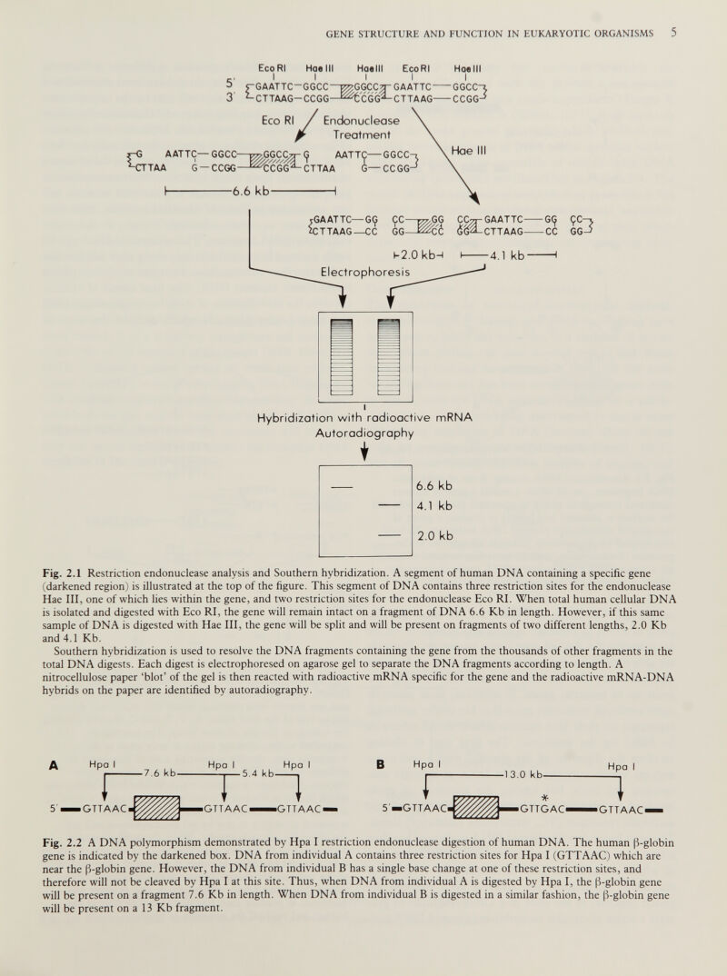 EcoRI Haelll Hae III EcoRI Hae III c , I I II I i~GAATTC — GGCC V&GGCCyr GAATTC GGCC“J 3 ^-CTTAAG-CCGG—^CGG^-CTTAAG CCGG-* Hybridization with radioactive mRNA Autoradiography i 6.6 kb 4.1 kb 2.0 kb Fig. 2.1 Restriction endonuclease analysis and Southern hybridization. A segment of human DNA containing a specific gene (darkened region) is illustrated at the top of the figure. This segment of DNA contains three restriction sites for the endonuclease Hae III, one of which lies within the gene, and two restriction sites for the endonuclease Eco RI. When total human cellular DNA is isolated and digested with Eco RI, the gene will remain intact on a fragment of DNA 6.6 Kb in length. However, if this same sample of DNA is digested with Hae III, the gene will be split and will be present on fragments of two different lengths, 2.0 Kb and 4.1 Kb. Southern hybridization is used to resolve the DNA fragments containing the gene from the thousands of other fragments in the total DNA digests. Each digest is electrophoresed on agarose gel to separate the DNA fragments according to length. A nitrocellulose paper ‘blot’ of the gel is then reacted with radioactive mRNA specific for the gene and the radioactive mRNA-DNA hybrids on the paper are identified by autoradiography. A 5' 1 7.6 kb -, ▼ V/////// ' — 5.4 kb 1 13.0 kb i. ' * T GTTAAC. ¿A .GTTAAC— GTTAAO 5— GTTAAC« GTTGAC- •GTTAAC« Fig. 2.2 A DNA polymorphism demonstrated by Hpa I restriction endonuclease digestion of human DNA. The human |3-globin gene is indicated by the darkened box. DNA from individual A contains three restriction sites for Hpa I (GTTAAC) which are near the ()-globin gene. However, the DNA from individual B has a single base change at one of these restriction sites, and therefore will not be cleaved by Hpa I at this site. Thus, when DNA from individual A is digested by Hpa I, the p-globin gene will be present on a fragment 7.6 Kb in length. When DNA from individual B is digested in a similar fashion, the p-globin gene will be present on a 13 Kb fragment.