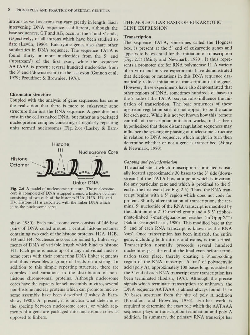 introns as well as exons can vary greatly in length. Each intervening DNA sequence is different, although the base sequences, GT and AG, occur at the 5' and 3' ends, respectively, of all introns which have been studied to date (Lewin, 1980). Eukaryotic genes also share other similarities in DNA sequence. The sequence TATA is found thirty or more nucleotides from the 5' end (‘upstream’) of the first exon, while the sequence AATAAA is present several hundred nucleotides from the 3' end (‘downstream’) of the last exon (Gannon et al, 1979; Proudfoot & Brownlee, 1976). Chromatin structure Coupled with the analysis of gene sequences has come the realization that there is more to eukaryotic gene structure than just the DNA sequence. A gene does not exist in the cell as naked DNA, but rather as a packaged nucleoprotein complex consisting of regularly repeating units termed nucleosomes (Fig. 2.6) (Laskey & Earn- Histone Histone Octamer Linker DNA Fig. 2.6 A model of nucleosome structure. The nucleosome core is composed of DNA wrapped around a histone octamer consisting of two each of the histones H2A, H2B, H3, and H4. Histone HI is associated with the linker DNA which joins the nucleosome cores. shaw, 1980). Each nucleosome core consists of 146 base pairs of DNA coiled around a central histone octamer containing two each of the histone proteins, H2A, H2B, H3 and H4. Nucleosome cores are joined by linker seg ments of DNA of variable length which bind to histone HI. Each gene is made up of many individual nucleo some cores with their connecting DNA linker segments and thus resembles a group of beads on a string. In addition to this simple repeating structure, there are complex local variations in the distribution of non histone chromosomal proteins. Although nucleosome cores have the capacity for self assembly in vitro, several non-histone nuclear proteins which can promote nucleo some assembly have been described (Laskey & Earn- shaw, 1980). At present, it is unclear what determines the spacing between nucleosome cores, or which seg ments of a gene are packaged into nucleosome cores as opposed to linkers. THE MOLECULAR BASIS OF EUKARYOTIC GENE EXPRESSION Transcription The sequence TATA, sometimes called the Hogness box, is present at the 5' end of eukaryotic genes and appears to be essential for the initiation of transcription (Fig. 2.5) (Minty and Newmark, 1980). It thus repre sents a promoter site for RNA polymerase II. A variety of in vitro and in vivo experiments have demonstrated that deletions or mutations in this DNA sequence dra matically reduce initiation of transcription of the gene. However, these experiments have also demonstrated that other regions of DNA, sometimes hundreds of bases to the 5' side of the TATA box, can also influence the ini tiation of transcription. The base sequences of these upstream regulation sites do not appear to be the same for each gene. While it is not yet known how this ‘remote control’ of transcription initiation works, it has been hypothesized that these distant regulation sequences may influence the spacing or phasing of nucleosome structure in relation to DNA sequence, which might in turn then determine whether or not a gene is transcribed (Minty & Newmark, 1980). Capping and polyadenylation The actual site at which transcription is initiated is usu ally located approximately 30 bases to the 3' side (down stream) of the TATA box, at a point which is invariant for any particular gene and which is proximal to the 5' end of the first exon (see Fig. 2.5). Thus, the RNA tran script begins with a 5' region which does not code for protein. Shortly after initiation of transcription, the ter minal 5' nucleotide of the RNA transcript is modified by the addition of a 2' O-methyl group and a 5'5' triphos phate-linked 7-methylguanosine residue (rn 7 GpppX m ~) (Salditt-Georgieff et al, 1980). This modified base at the 5' end of each RNA transcript is known as the RNA ‘cap’. Once transcription has been initiated, the entire gene, including both introns and exons, is transcribed. Transcription normally proceeds several hundred nucleotides past the end of the final exon before termi nation takes place, thereby creating a 3'non-coding region of the RNA transcript. A ‘tail’ of polyadenylic acid (poly A), approximately 100 bases long, is added to the 3' end of each RNA transcript once transcription has been terminated (Lodish, 1976). Although the precise signals which terminate transcription are unknown, the DNA sequence AATAAA is almost always found 15 to 30 bases upstream from the site of poly A addition (Proudfoot and Brownlee, 1976). Further work is required to determine the exact role which the AATAAA sequence plays in transcription termination and poly A addition. In summary, the primary RNA transcript has