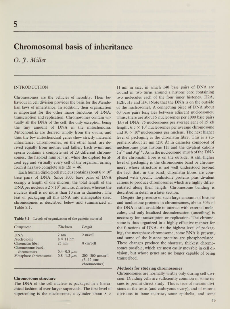 Chromosomal basis of inheritance O.J. Miller INTRODUCTION Chromosomes are the vehicles of heredity. Their be haviour in cell division provides the basis for the Mende- lian laws of inheritance. In addition, their organization is important for the other major functions of DNA: transcription and replication. Chromosomes contain vir tually all the DNA of the cell, the only exception being the tiny amount of DNA in the mitochondria. Mitochondria are derived wholly from the ovum, and thus the few mitochondrial genes show strictly maternal inheritance. Chromosomes, on the other hand, are de rived equally from mother and father. Each ovum and sperm contains a complete set of 23 different chromo somes, the haploid number (n), while the diploid fertil ized egg and virtually every cell of the organism arising from it has two complete sets (2n = 46). Each human diploid cell nucleus contains about 6 x 10 9 base pairs of DNA. Since 3000 base pairs of DNA occupy a length of one micron, the total length of the DNA per nucleus is 2 x 10 6 /u.m,i.e. 2 meters, whereas the nucleus itself is no more than 10 /xm in diameter. The feat of packaging all this DNA into manageable sized chromosomes is described below and summarized in Table 5.1. Table 5.1 Levels of organization of the genetic material Component Thickness Length DNA 2 nm 2 m/cell Nucleosome 8 x 11 nm Chromatin fiber Chromosome band, 25 nm 8 cm/cell chromomere 0.4-0.8 /xm Metaphase chromosome 0.8-1.2 /xm 200-300 /xm/cell (2-12 /xm/ chromosomes) Chromosome structure The DNA of the cell nucleus is packaged in a hierar chical fashion of ever-larger supercoils. The first level of supercoiling is the nucleosome, a cylinder about 8 x 11 nm in size, in which 140 base pairs of DNA are wound in two turns around a histone core containing two molecules each of the four inner histones, H2A, H2B, H3 and H4. (Note that the DNA is on the outside of the nucleosome). A connecting piece of DNA about 60 base pairs long lies between adjacent nucleosomes. Thus, there are about 5 nucleosomes per 1000 base pairs (kb) of DNA, 75 nucleosomes per average gene of 15 kb length, 6.5 x 10 5 nucleosomes per average chromosome and 30 x 10 6 nucleosomes per nucleus. The next higher level of packaging is the chromatin fibre. This is a su perhelix about 25 nm (250 A) in diameter composed of nucleosomes plus histone HI and the divalent cations Ca 2+ and Mg 2+ . As in the nucleosome, much of the DNA of the chromatin fibre is on the outside. A still higher level of packaging is the chromosome band or chromo- mere, whose structure is not well understood beyond the fact that, in the band, chromatin fibres are com- plexed with specific nonhistone proteins plus divalent cations to produce chromosomes which are highly differ entiated along their length. Chromosome banding is described in detail in a later section. Despite the presence of such large amounts of histone and nonhistone proteins in chromosomes, about 50% of the DNA is still available to interact with external mole cules, and only localized decondensation (uncoiling) is necessary for transcription or replication. The chromo some is thus organized in a highly effective manner for the functions of DNA. At the highest level of packag ing, the metaphase chromosome, some RNA is present, and some of the histone proteins are phosphorylated. These changes produce the shortest, thickest chromo somes possible, which are most easily movable in cell di vision, but whose genes are no longer capable of being transcribed. Methods for studying chromosomes Chromosomes are normally visible only during cell divi sion. Dividing cells are sufficiently common in some tis sues to permit direct study. This is true of meiotic divi sions in the testis (and embryonic ovary), and of mitotic divisions in bone marrow, some epithelia, and some