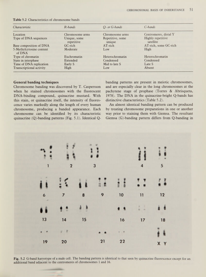 Table 5.2 Characteristics of chromosome bands Characteristic R-bands Q- or C-bands C-bands Location Chromosome arms Chromosome arms Centromeres, distal Y Type of DNA sequences Unique, some Repetitive, some Highly repetitive repetitive unique satellite Base composition of DNA GC-rich AT-rich AT-rich, some GC-rich 5-Methvlcytosine content of DNA Moderate Low High Tvpe of chromatin Euchromatin Heterochromatin Heterochromatin State in interphase Extended Condensed Condensed Time of DNA replication Early S Mid to late S Late S Transcriptional activity High Low Absent General banding techniques Chromosome banding was discovered by T. Caspersson when he stained chromosomes with the fluorescent DNA-binding compound, quinacrine mustard. With this stain, or quinacrine itself, the intensity of fluores cence varies markedly along the length of every human chromosome, producing a banded appearance. Each chromosome can be identified by its characteristic quinacrine (Q)-banding patterns (Fig. 5.1). Identical Q- banding patterns are present in meiotic chromosomes, and are especially clear in the long chromosomes at the pachytene stage of prophase (Torres & Abrisqueta, 1978). The DNA in the quinacrine-bright Q-bands has distinctive characteristics (Table 5.2). An almost identical banding pattern can be produced by treating chromosome preparations in one or another way prior to staining them with Giemsa. The resultant Giemsa (G)-banding pattern differs from Q-banding in •A ! * • i v «* * i Î l % i • * ♦ li * t i 1 # 1 2 3 4 5 it \ f f • ; • |l 5 * • « « * S 1 f ▼ • • f r • • 6 7 8 9 10 11 12 it • t 4 1 # • « i i 13 14 15 16 17 18 • * * 41 $ * t 4 19 20 21 22 X Y Fig. 5.2 G -band karyotype of a male cell. The banding pattern is identical to that seen by quinacrine fluorescence except for an additional band adjacent to the centromeres of chromosomes 1 and 16.