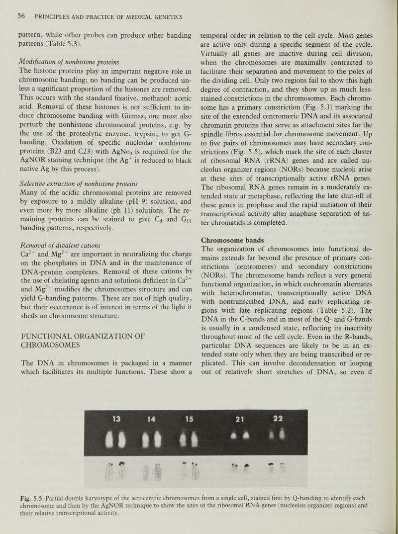 pattern, while other probes can produce other banding patterns (Table 5.3). Modification of nonhistone proteins The histone proteins play an important negative role in chromosome banding; no banding can be produced un less a significant proportion of the histones are removed. This occurs with the standard fixative, methanol: acetic acid. Removal of these histones is not sufficient to in duce chromosome banding with Giemsa; one must also perturb the nonhistone chromosomal proteins, e.g. by the use of the proteolytic enzyme, trypsin, to get G- banding. Oxidation of specific nucleolar nonhistone proteins (B23 and C23) with AgNo 3 is required for the AgNOR staining technique (the Ag + is reduced to black native Ag by this process). Selective extraction of nonhistone proteins Many of the acidic chromosomal proteins are removed by exposure to a mildly alkaline (pH 9) solution, and even more by more alkaline (ph 11) solutions. The re maining proteins can be stained to give C d and Gn banding patterns, respectively. Removal of divalent cations Ca 2+ and Mg 2+ are important in neutralizing the charge on the phosphates in DNA and in the maintenance of DNA-protein complexes. Removal of these cations by the use of chelating agents and solutions deficient in Ca 2+ and Mg 2+ modifies the chromosomes structure and can yield G-banding patterns. These are not of high quality, but their occurrence is of interest in terms of the light it sheds on chromosome structure. FUNCTIONAL ORGANIZATION OF CHROMOSOMES The DNA in chromosomes is packaged in a manner which facilitiates its multiple functions. These show a temporal order in relation to the cell cycle. Most genes are active only during a specific segment of the cycle. Virtually all genes are inactive during cell division, when the chromosomes are maximally contracted to facilitate their separation and movement to the poles of the dividing cell. Only two regions fail to show this high degree of contraction, and they show up as much less- stained constrictions in the chromosomes. Each chromo some has a primary constriction (Fig. 5.1) marking the site of the extended centromeric DNA and its associated chromatin proteins that serve as attachment sites for the spindle fibres essential for chromosome movement. Up to five pairs of chromosomes may have secondary con strictions (Fig. 5.5), which mark the site of each cluster of ribosomal RNA (rRNA) genes and are called nu cleolus organizer regions (NORs) because nucleoli arise at these sites of transcriptionally active rRNA genes. The ribosomal RNA genes remain in a moderately ex tended state at metaphase, reflecting the late shut-off of these genes in prophase and the rapid initiation of their transcriptional activity after anaphase separation of sis ter chromatids is completed. Chromosome bands The organization of chromosomes into functional do mains extends far beyond the presence of primary con strictions (centromeres) and secondary constrictions (NORs). The chromosome bands reflect a very general functional organization, in which euchromatin alternates with heterochromatin, transcriptionally active DNA with nontranscribed DNA, and early replicating re gions with late replicating regions (Table 5.2). The DNA in the C-bands and in most of the Q- and G-bands is usually in a condensed state, reflecting its inactivity throughout most of the cell cycle. Even in the R-bands, particular DNA sequences are likely to be in an ex tended state only when they are being transcribed or re plicated. This can involve decondensation or looping out of relatively short stretches of DNA, so even if 1 13 14 15 21 22 1 «» tft II • * * 1 ■■n mm BRI wmm Fig. 5.5 Partial double karyotype of the acrocentric chromosomes from a single cell, stained first by Q-banding to identify each chromosome and then by the AgNOR technique to show the sites of the ribosomal RNA genes (nucleolus organizer regions) and their relative transcriptional activity.