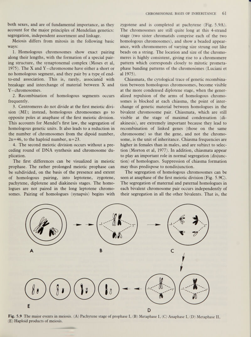both sexes, and are of fundamental importance, as they account for the major principles of Mendelian genetics: segregation, independent assortment and linkage. Meiosis differs from mitosis in the following basic ways: 1. Homologous chromosomes show exact pairing along their lengths, with the formation of a special pair ing structure, the synaptonemal complex (Moses et al, 1975). The X and Y-chromosome have either a short or no homologous segment, and they pair by a type of end- to-end association. This is, rarely, associated with breakage and interchange of material between X and Y-chromosomes. 2. Recombination of homologous segments occurs frequently. 3. Centromeres do not divide at the first meiotic divi sion (MI); instead, homologous chromosomes go to opposite poles at anaphase of the first meiotic division. This accounts for Mendel’s first law, the segregation of homologous genetic units. It also leads to a reduction in the number of chromosomes from the dipoid number, 2n=46, to the haploid number, n=23. 4. The second meiotic division occurs without a pre ceding round of DNA synthesis and chromosome du plication. The first differences can be visualized in meiotic prophase. The rather prolonged meiotic prophase can be subdivided, on the basis of the presence and extent of homologous pairing, into leptotene, zygotene, pachytene, diplotene and diakinesis stages. The homo- logues are not paired in the long leptotene chromo somes. Pairing of homologues (synapsis) begins with zygotene and is completed at pachytene (Fig. 5.9A). The chromosomes are still quite long at this 4-strand stage (two sister chromatids comprise each of the two homologous chromosomes), and show a beaded appear ance, with chromomeres of varying size strung out like beads on a string. The location and size of the chromo meres is highly consistent, giving rise to a chromomere pattern which corresponds closely to mitotic prometa phase banding patterns of the chromosomes (Luciani et al 1975). Chiasmata, the cytological trace of genetic recombina tion between homologous chromosomes, become visible at the more condensed diplotene stage, when the gener alized repulsion of the arms of homologous chromo somes is blocked at each chiasma, the point of inter change of genetic material between homologues in the bivalent chromosome pair. Chiasmata, which are still visible at the stage of maximal condensation (di akinesis), are extremely important because they lead to recombination of linked genes (those on the same chromosome) so that the gene, and not the chromo some, is the unit of inheritance. Chiasma frequencies are higher in females than in males, and are subject to selec tion (Morton et al, 1977). In addition, chiasmata appear to play an important role in normal segregation (disjunc tion) of homologues. Suppression of chiasma formation may thus predispose to nondisjunction. The segregation of homologous chromosomes can be seen at anaphase of the first meiotic division (Fig. 5.9C). The segregation of maternal and paternal homologues in each bivalent chromosome pair occurs independently of their segregation in all the other bivalents. That is, the Fig. 5.9 The major events in meiosis. (A) Pachytene stage of prophase I, (B) Metaphase I, (C) Anaphase I, (D) Metaphase II, (E) Haploid products of meiosis.