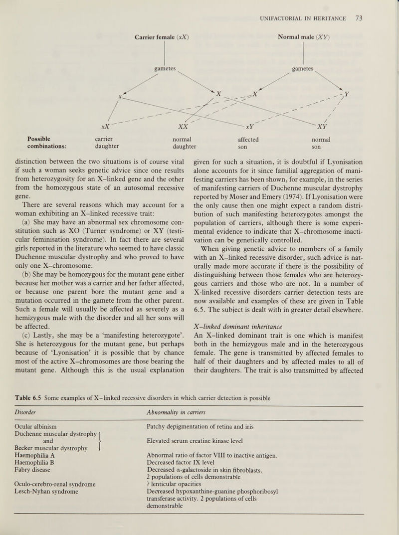 Possible combinations: Carrier female (xX) Normal male (XY) carrier normal affected normal daughter daughter son son distinction between the two situations is of course vital if such a woman seeks genetic advice since one results from heterozygosity for an X-linked gene and the other from the homozygous state of an autosomal recessive gene. There are several reasons which may account for a woman exhibiting an X-linked recessive trait: (a) She may have an abnormal sex chromosome con stitution such as XO (Turner syndrome) or XY (testi cular féminisation syndrome). In fact there are several girls reported in the literature who seemed to have classic Duchenne muscular dystrophy and who proved to have only one X-chromosome. (b) She may be homozygous for the mutant gene either because her mother was a carrier and her father affected, or because one parent bore the mutant gene and a mutation occurred in the gamete from the other parent. Such a female will usually be affected as severely as a hemizygous male with the disorder and all her sons will be affected. (c) Lastly, she may be a ‘manifesting heterozygote’. She is heterozygous for the mutant gene, but perhaps because of ‘Lyonisation’ it is possible that by chance most of the active X-chromosomes are those bearing the mutant gene. Although this is the usual explanation given for such a situation, it is doubtful if Lyonisation alone accounts for it since familial aggregation of mani festing carriers has been shown, for example, in the series of manifesting carriers of Duchenne muscular dystrophy reported by Moser and Emery ( 1974). If Lyonisation were the only cause then one might expect a random distri bution of such manifesting heterozygotes amongst the population of carriers, although there is some experi mental evidence to indicate that X-chromosome inacti vation can be genetically controlled. When giving genetic advice to members of a family with an X-linked recessive disorder, such advice is nat urally made more accurate if there is the possibility of distinguishing between those females who are heterozy gous carriers and those who are not. In a number of X-linked recessive disorders carrier detection tests are now available and examples of these are given in Table 6.5. The subject is dealt with in greater detail elsewhere. X-linked dominant inheritance An X-linked dominant trait is one which is manifest both in the hemizygous male and in the heterozygous female. The gene is transmitted by affected females to half of their daughters and by affected males to all of their daughters. The trait is also transmitted by affected Table 6.5 Some examples of X-linked recessive disorders in which carrier detection is possible Disorder Abnormality in carriers Ocular albinism Duchenne muscular dystrophy | Patchy depigmentation of retina and iris and } Becker muscular dystrophy ] Elevated serum creatine kinase level Haemophilia A Abnormal ratio of factor VIII to inactive antigen. Haemophilia B Decreased factor IX level Fabry disease Decreased a-galactoside in skin fibroblasts. 2 populations of cells demonstrable Oculo-cerebro-renal syndrome ? lenticular opacities Lesch-Nyhan syndrome Decreased hypoxanthine-guanine phosphoribosyl transferase activity. 2 populations of cells demonstrable
